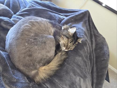 Enlarge Crowley and Lil Bit, a ADOPTABLE Domestic Long Hair in Denver, CO image 4/6