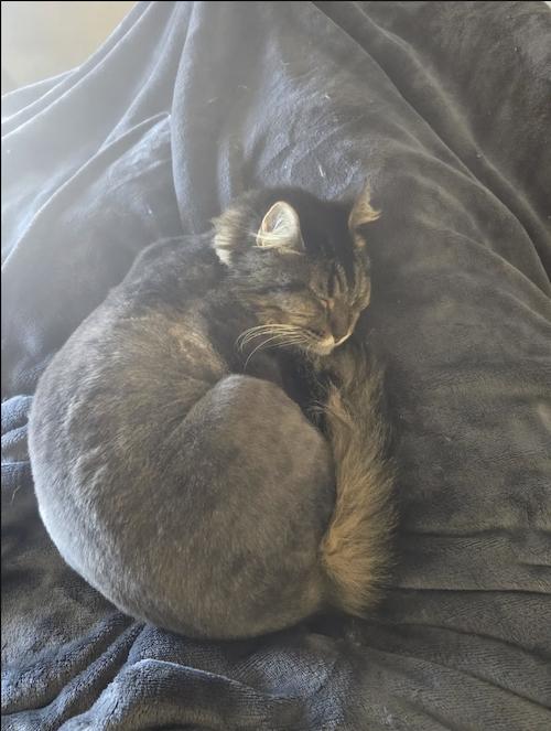 Enlarge Crowley and Lil Bit, a ADOPTABLE Domestic Long Hair in Denver, CO image 5/6