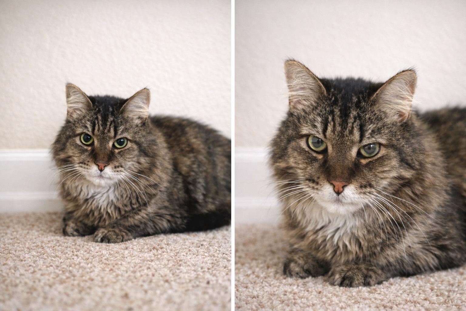 Crowley and Lil Bit, ADOPTABLE, Senior Male Domestic Long Hair.