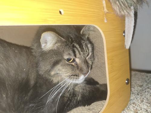 Enlarge Crowley and Lil Bit, a ADOPTABLE Domestic Long Hair in Denver, CO image 2/6