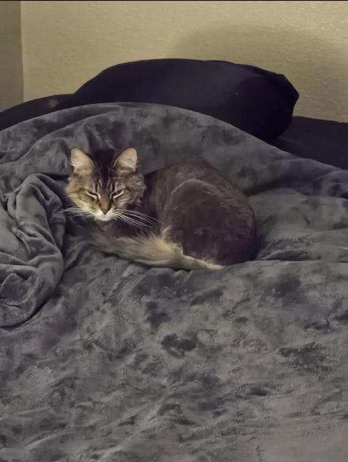 Enlarge Crowley and Lil Bit, a ADOPTABLE Domestic Long Hair in Denver, CO image 3/6