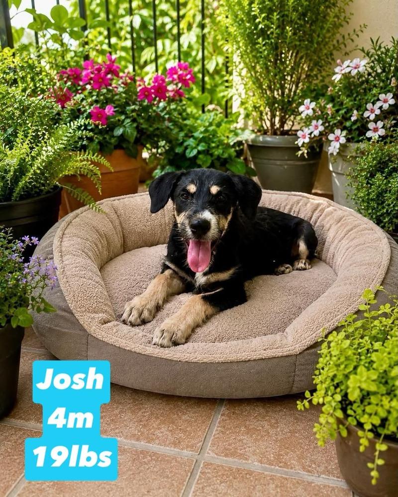 Enlarge Josh, a Adoptable mixed breed in Valley Stream, NY image 4/6