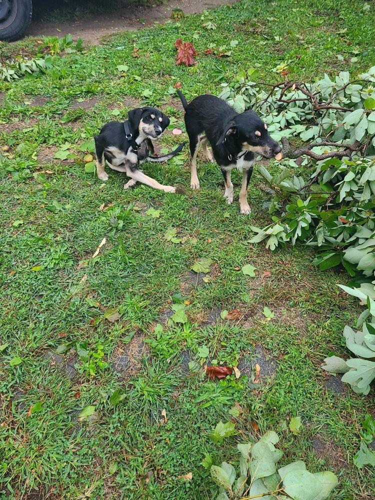 Enlarge Josh, a Adoptable mixed breed in Valley Stream, NY image 6/6
