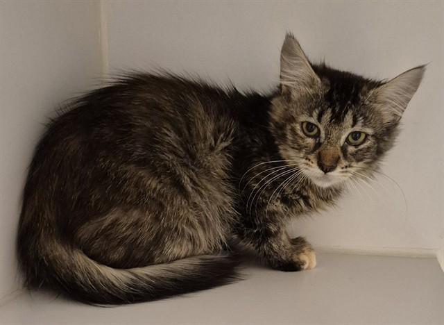 ODETTE-BARN, Adoptable, Kitten Female Domestic Short Hair.