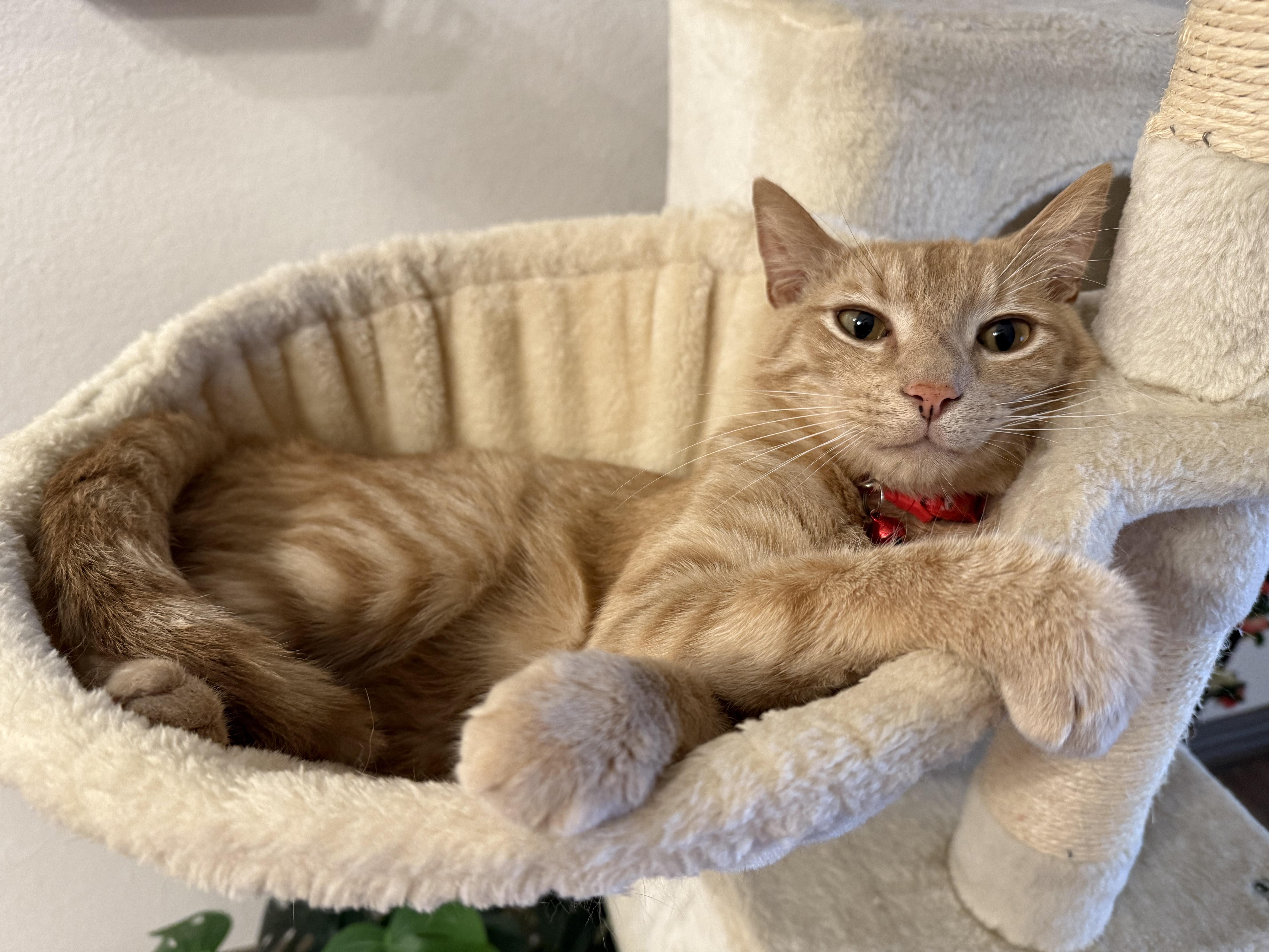 Enlarge Noggin, a Adoptable mixed breed in Tyler, TX image 3/5