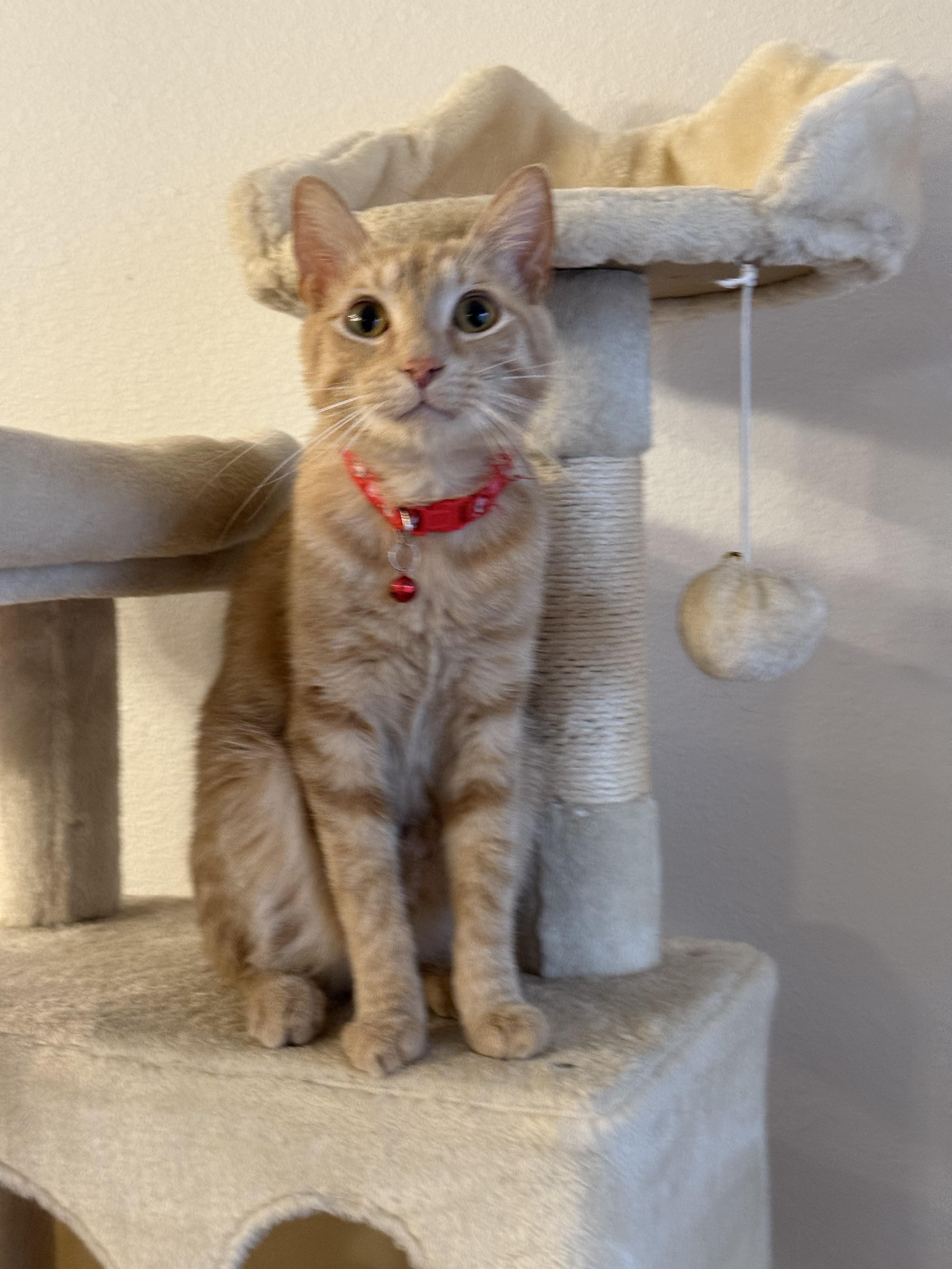 Noggin, an adoptable Domestic Short Hair in Tyler, TX, 75713 | Photo Image 3