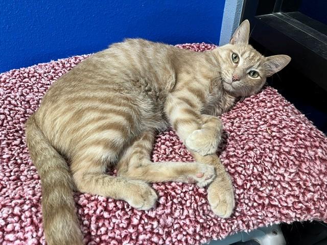 Noggin, a Adoptable mixed breed in Tyler, TX image 1/6