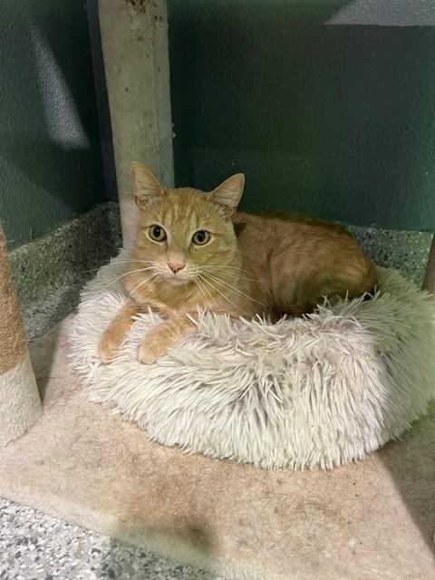 Noggin, a Adoptable mixed breed in Tyler, TX image 6/6
