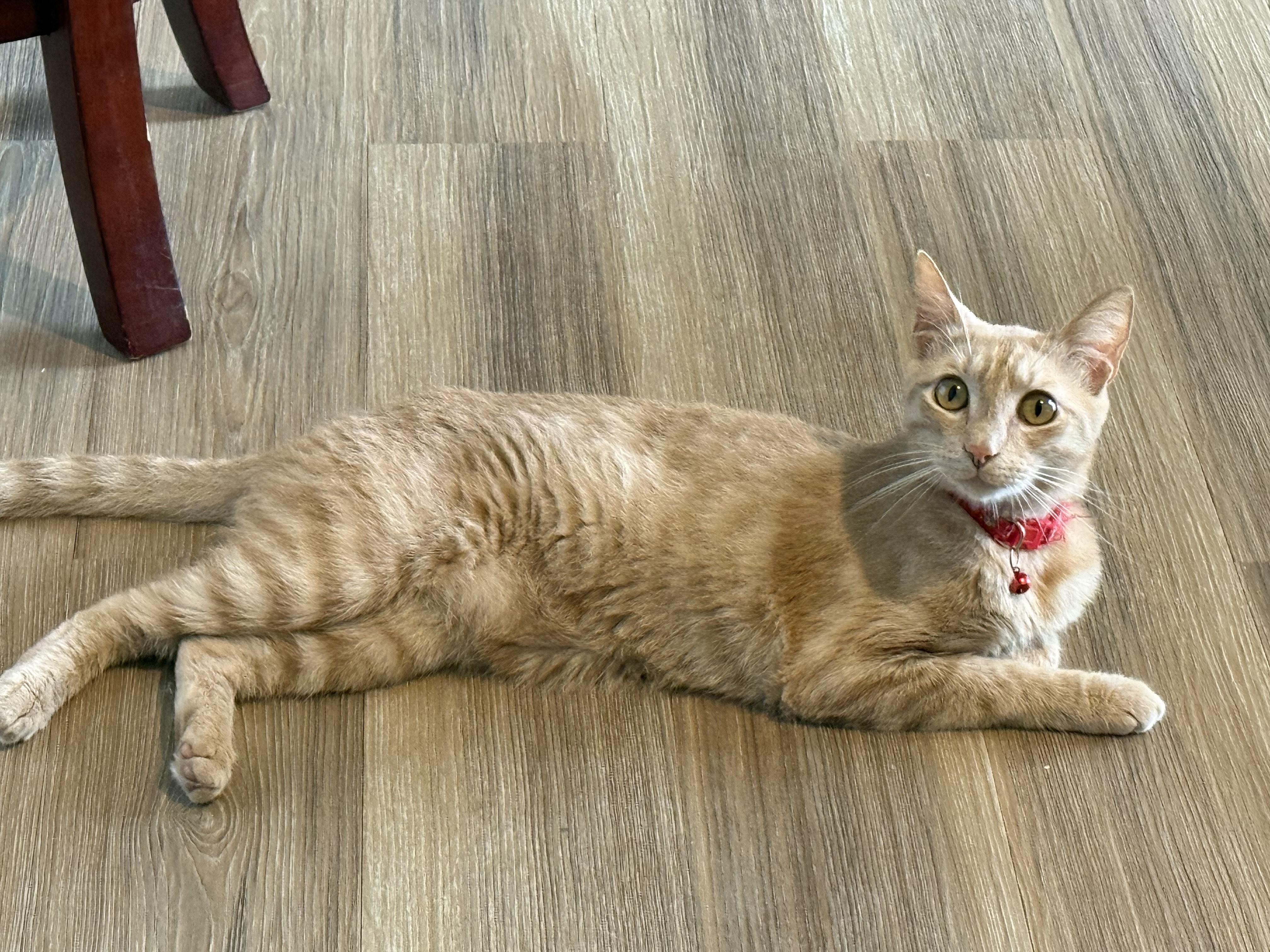 Enlarge Noggin, a Adoptable mixed breed in Tyler, TX image 4/5