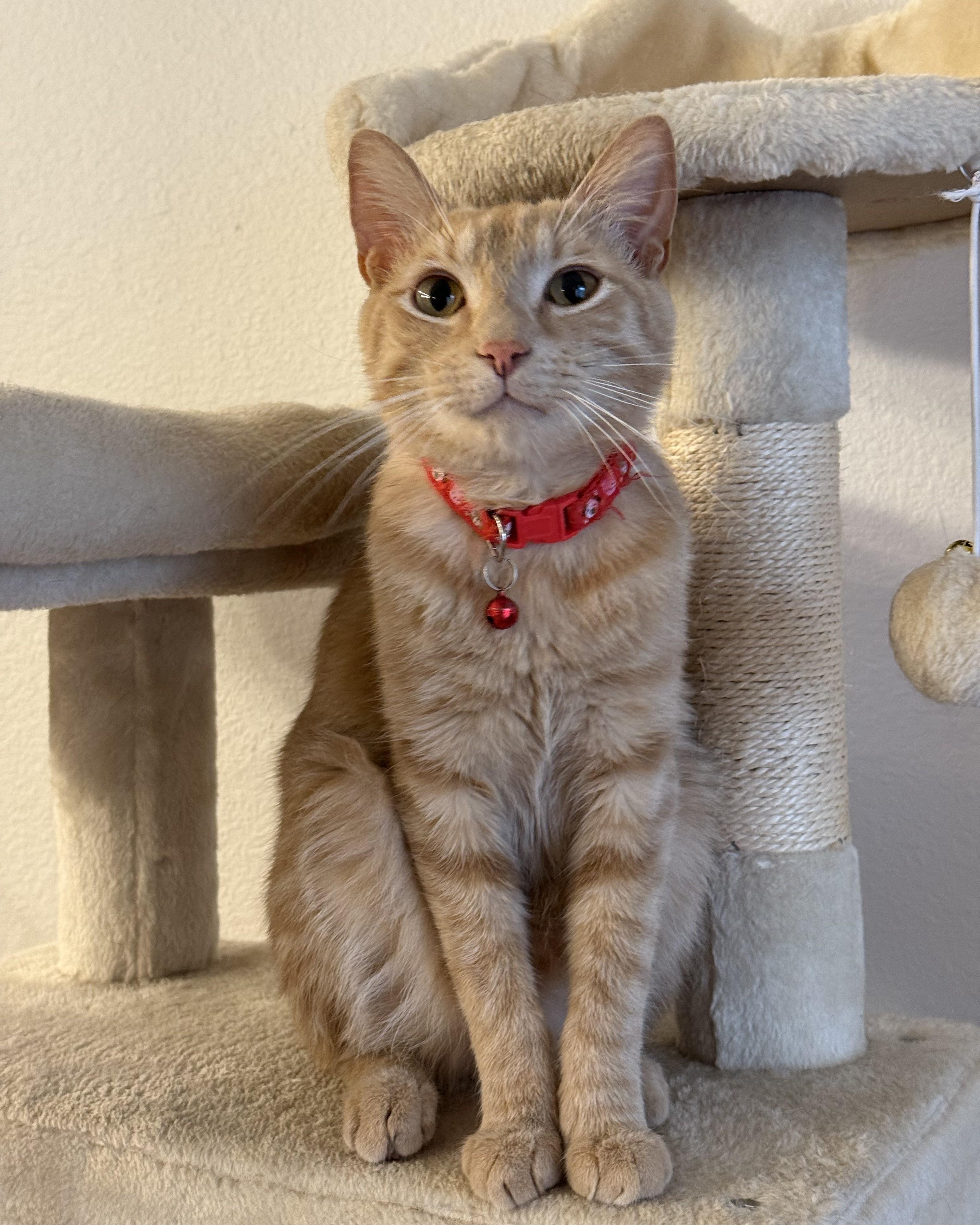 Enlarge Noggin, a Adoptable mixed breed in Tyler, TX image 5/5