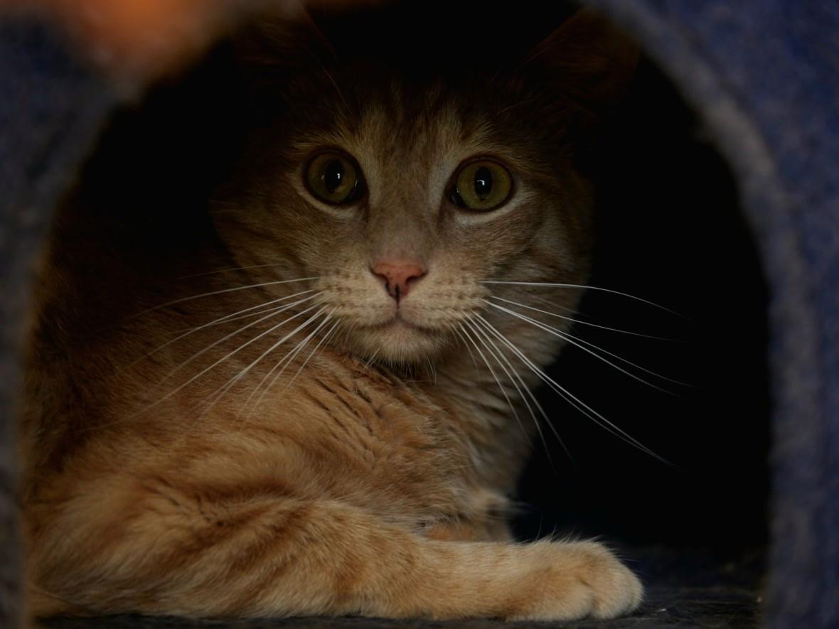 Enlarge Noggin, a Adoptable mixed breed in Tyler, TX image 1/5