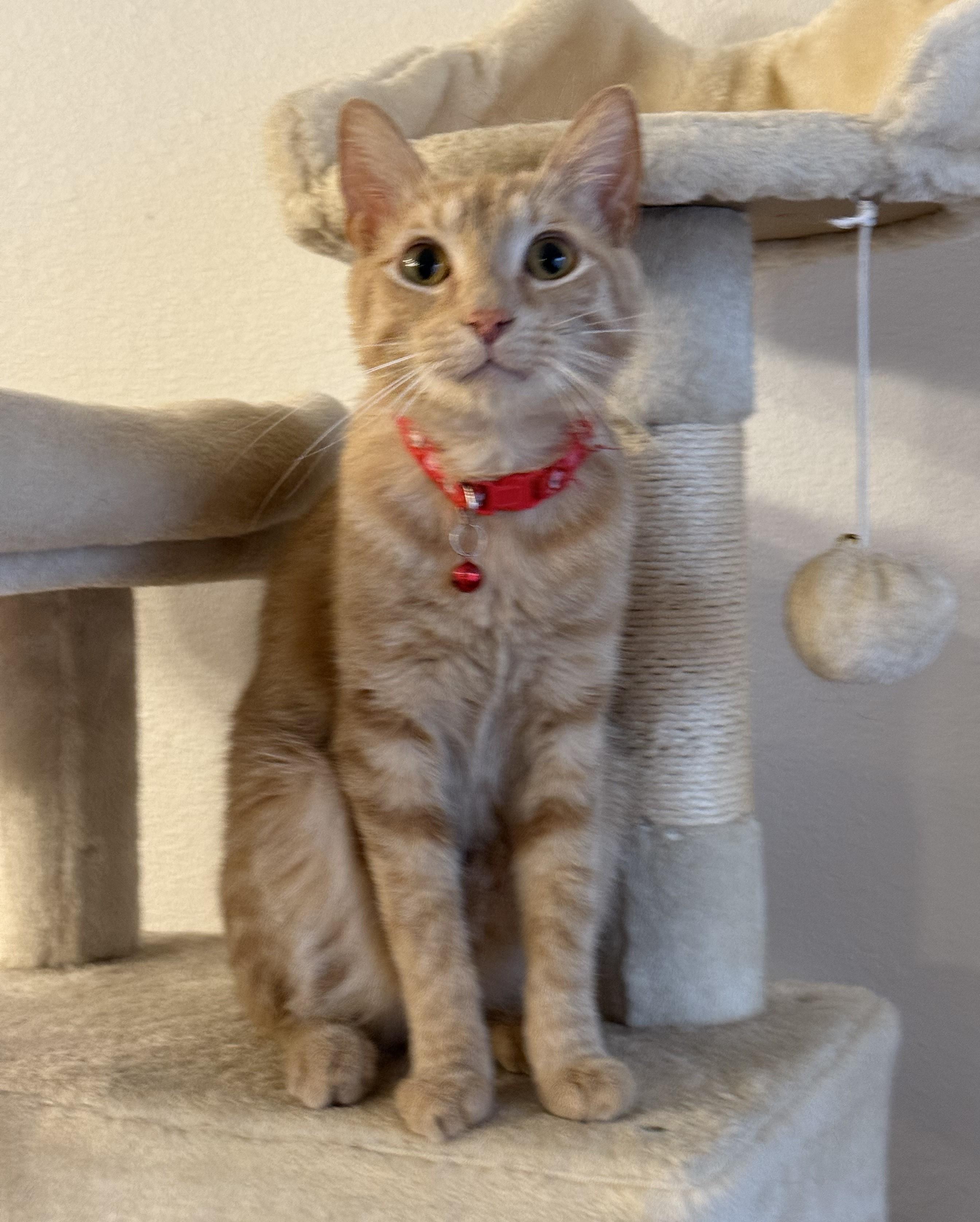 Enlarge Noggin, a Adoptable mixed breed in Tyler, TX image 2/5