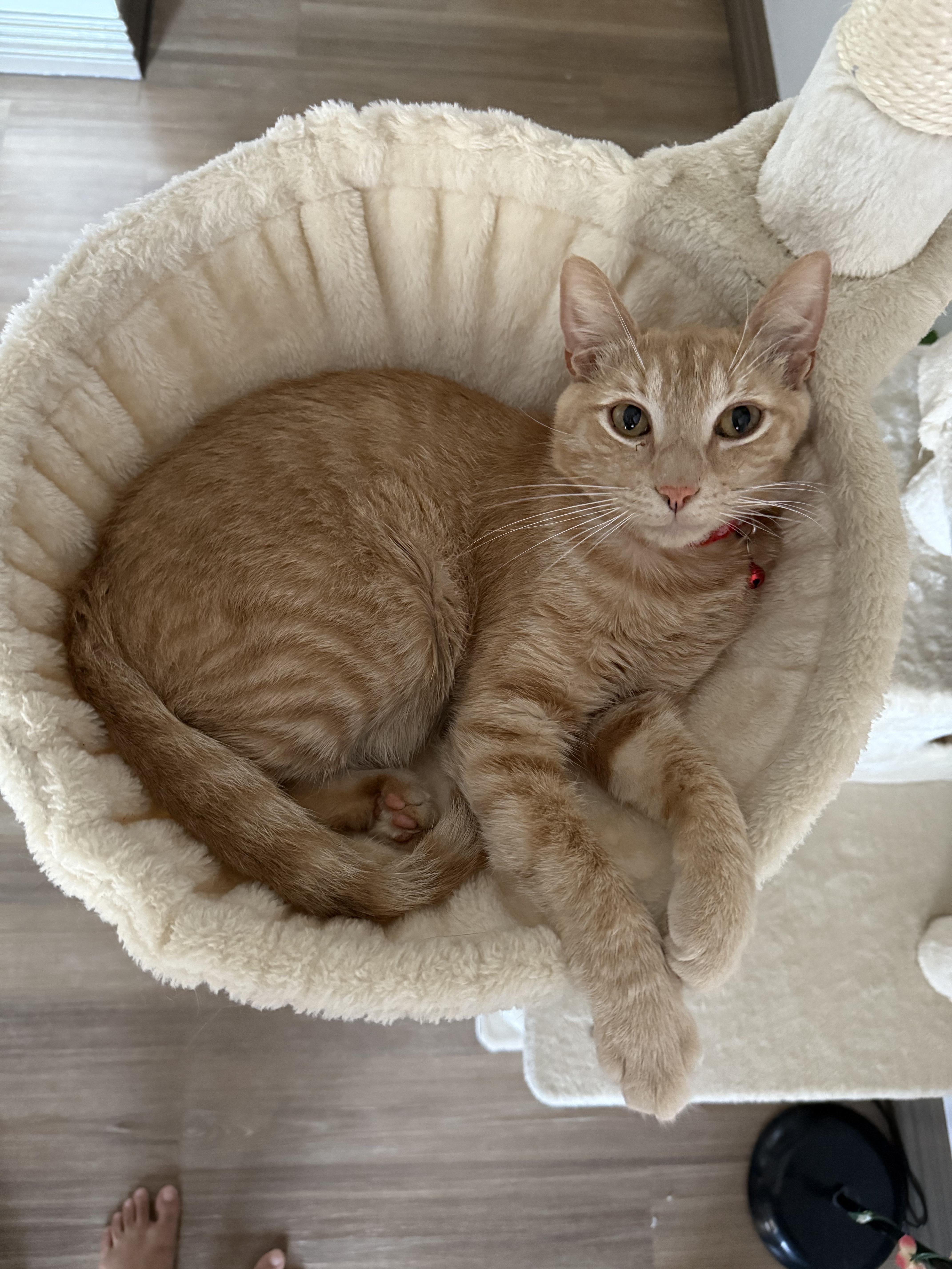 Noggin, an adoptable Domestic Short Hair in Tyler, TX, 75713 | Photo Image 5