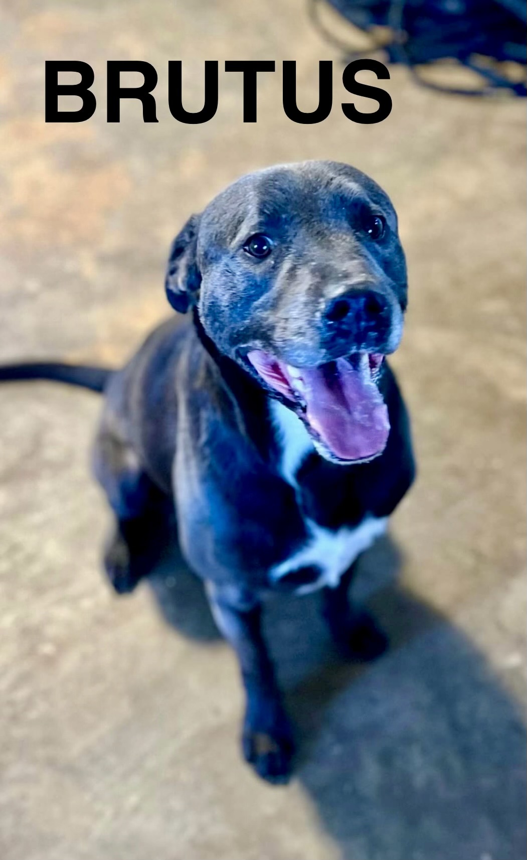 Brutus, Adult Male Pit Bull Terrier