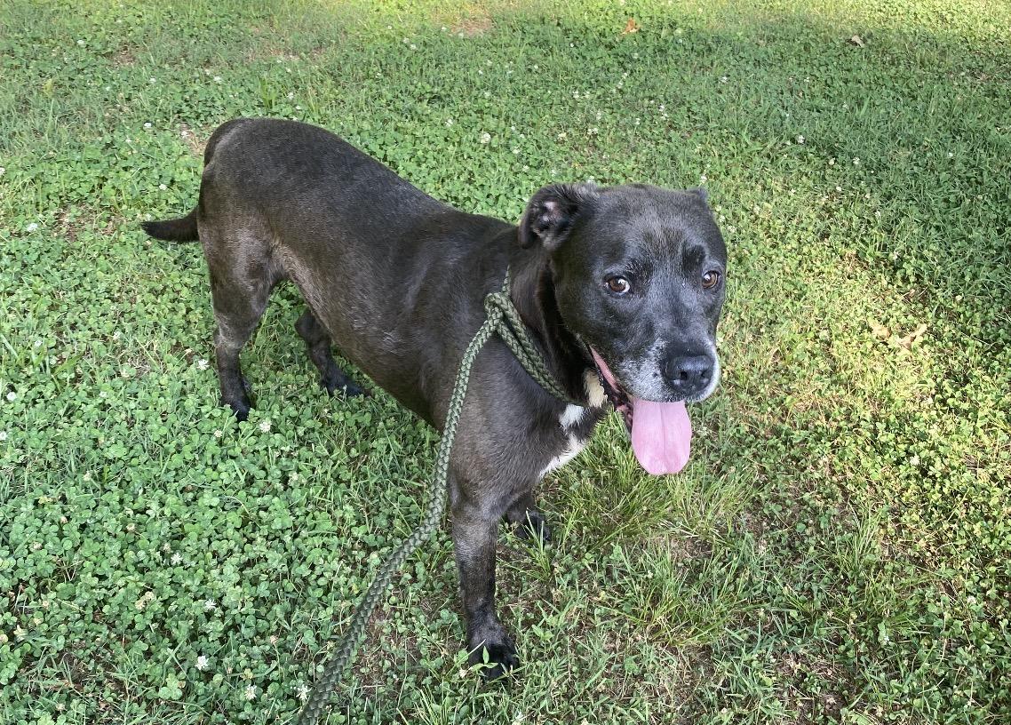 Brutus, a Adoptable Pit Bull Terrier in Hartwell, GA image 2/2