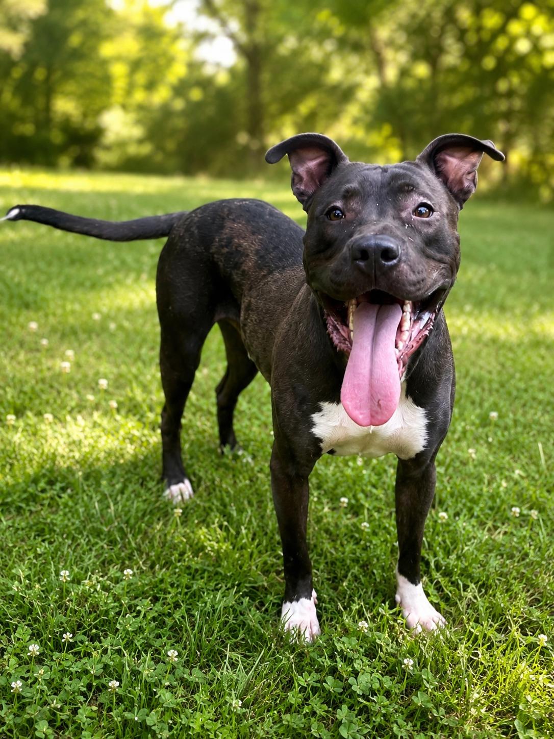 Brutus, Adoptable, Adult Male Pit Bull Terrier.