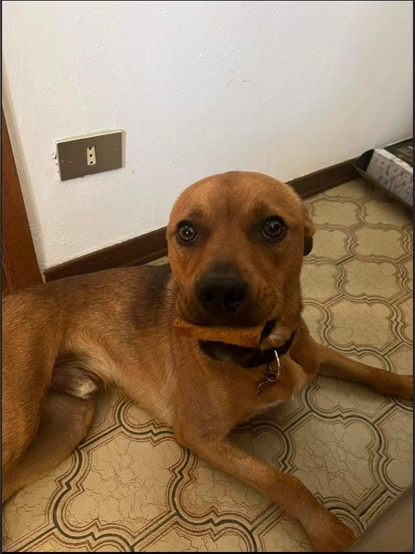 Winnie 0584, Adoptable, Adult Male Labrador Retriever.