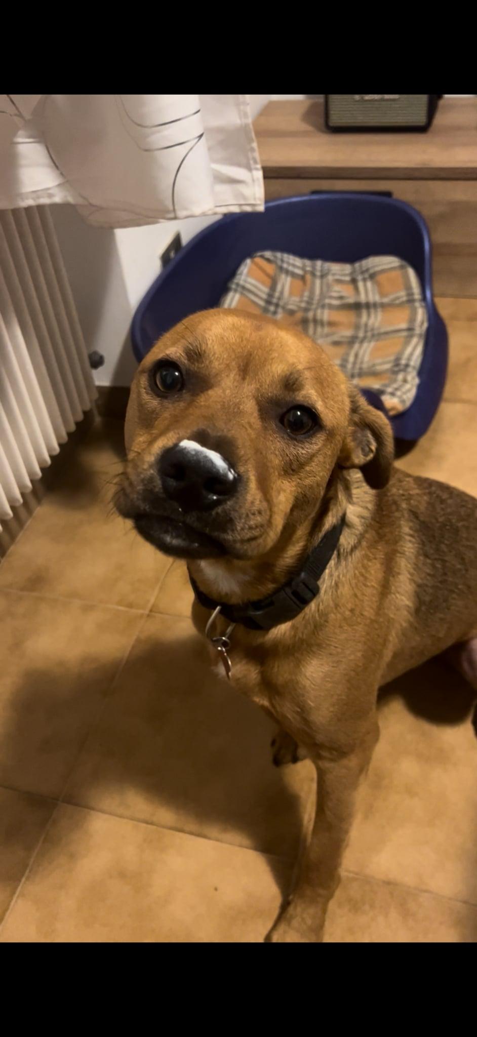 Enlarge Winnie 0584, a Adoptable Labrador Retriever in Stephens City, VA image 2/3