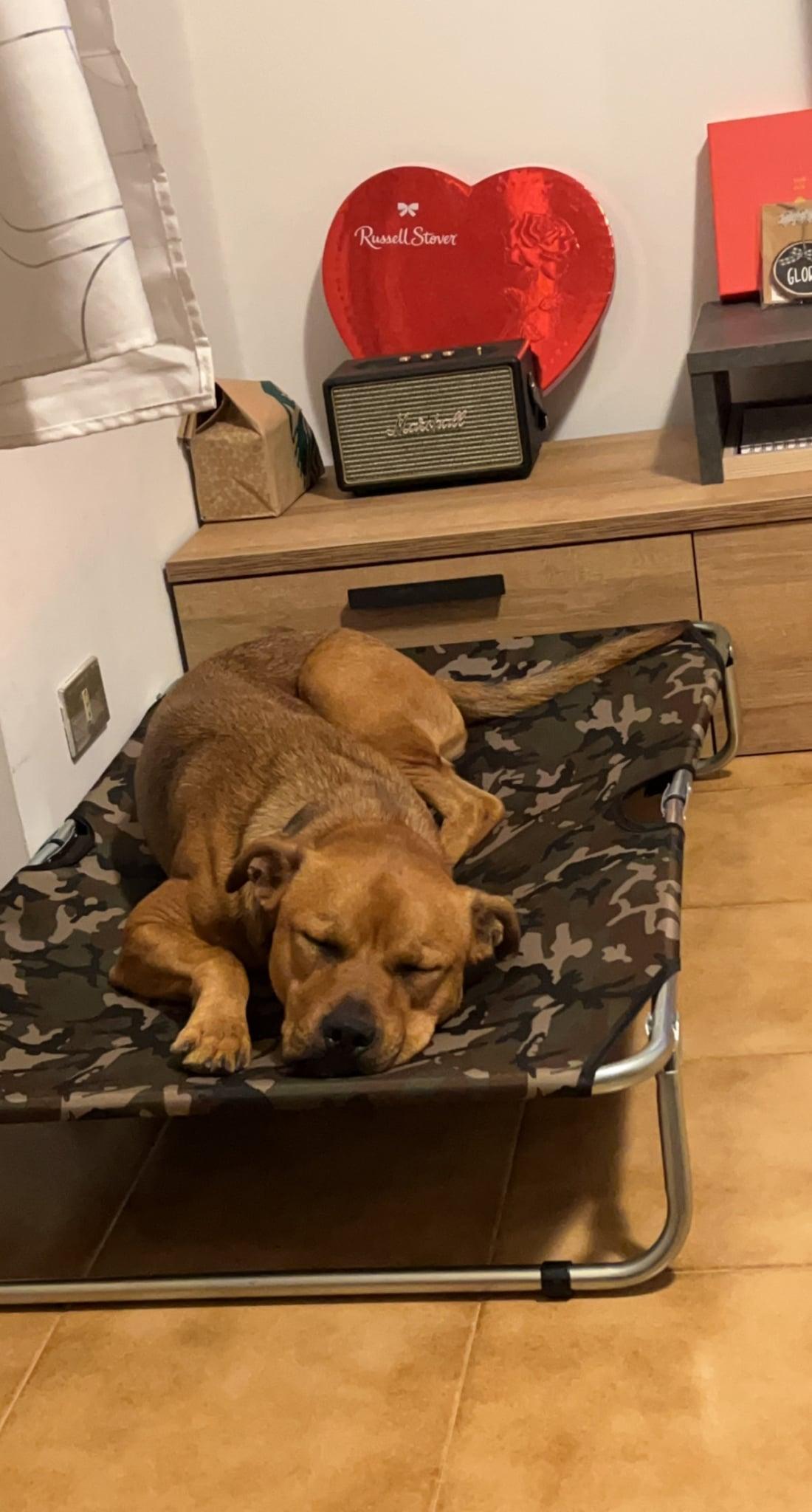 Enlarge Winnie 0584, a Adoptable Labrador Retriever in Stephens City, VA image 3/3