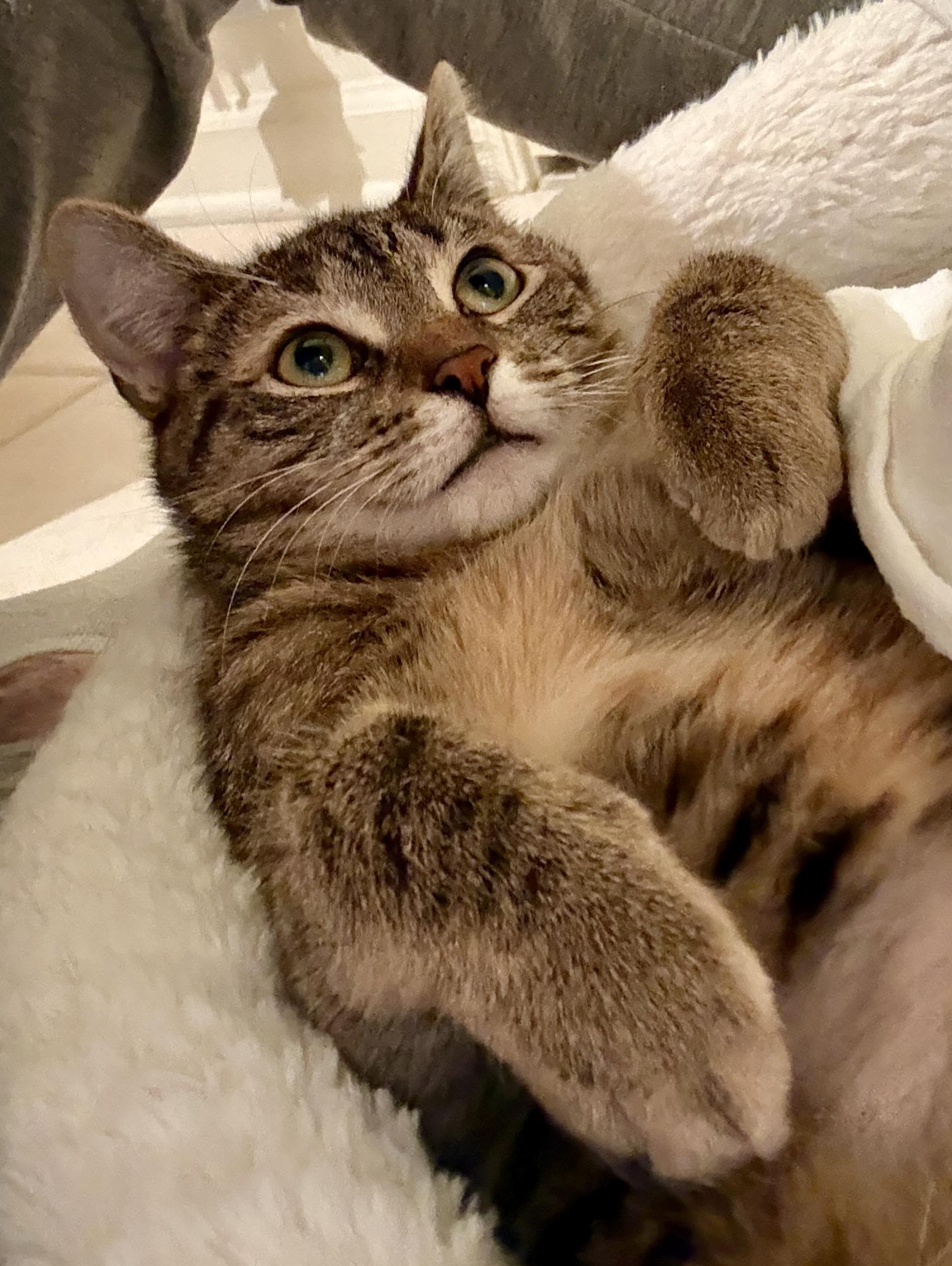 Enlarge Cookie, a ADOPTABLE mixed breed in Red Bank, NJ image 2/4