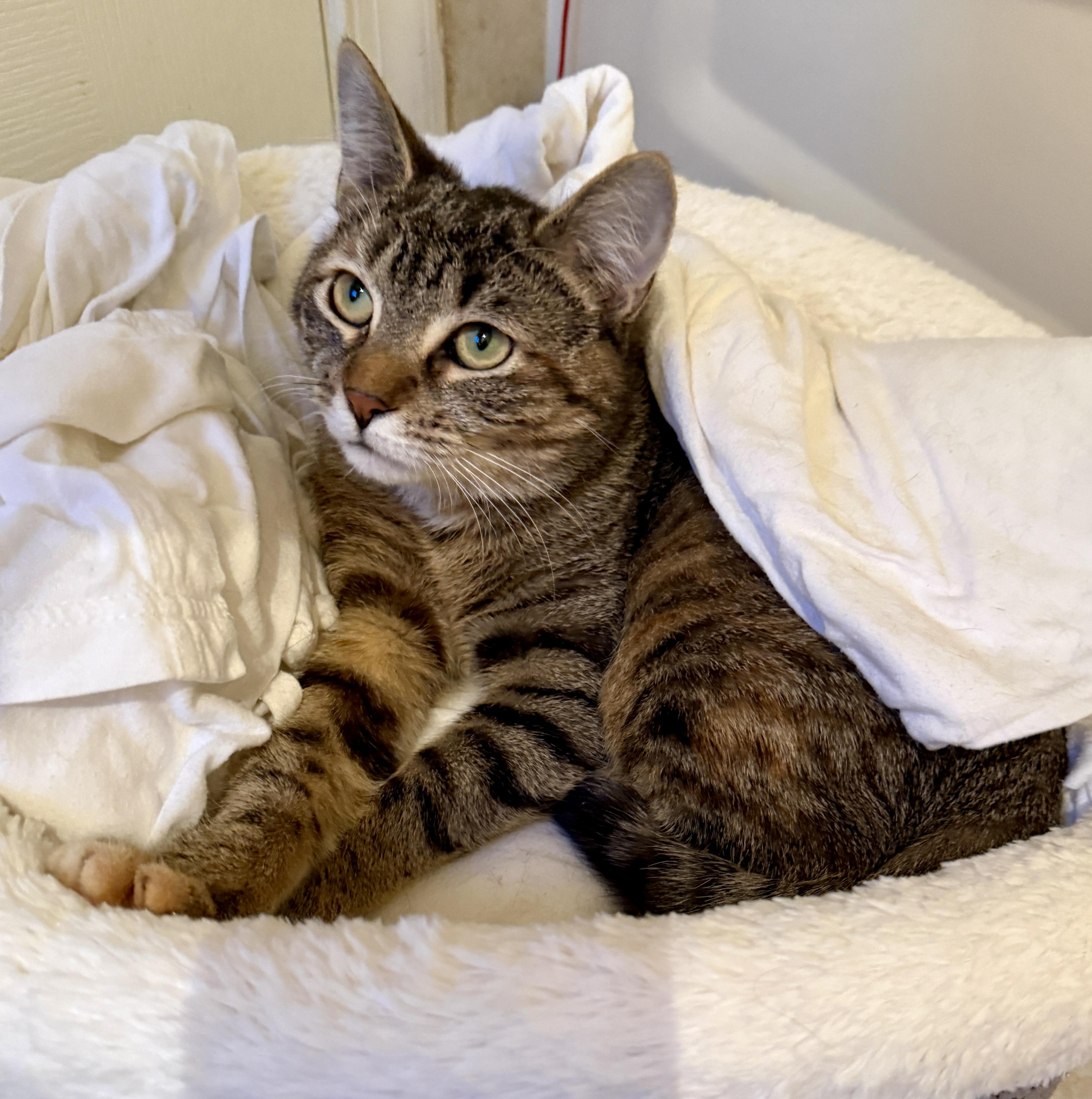 Enlarge Cookie, a ADOPTABLE mixed breed in Red Bank, NJ image 1/4