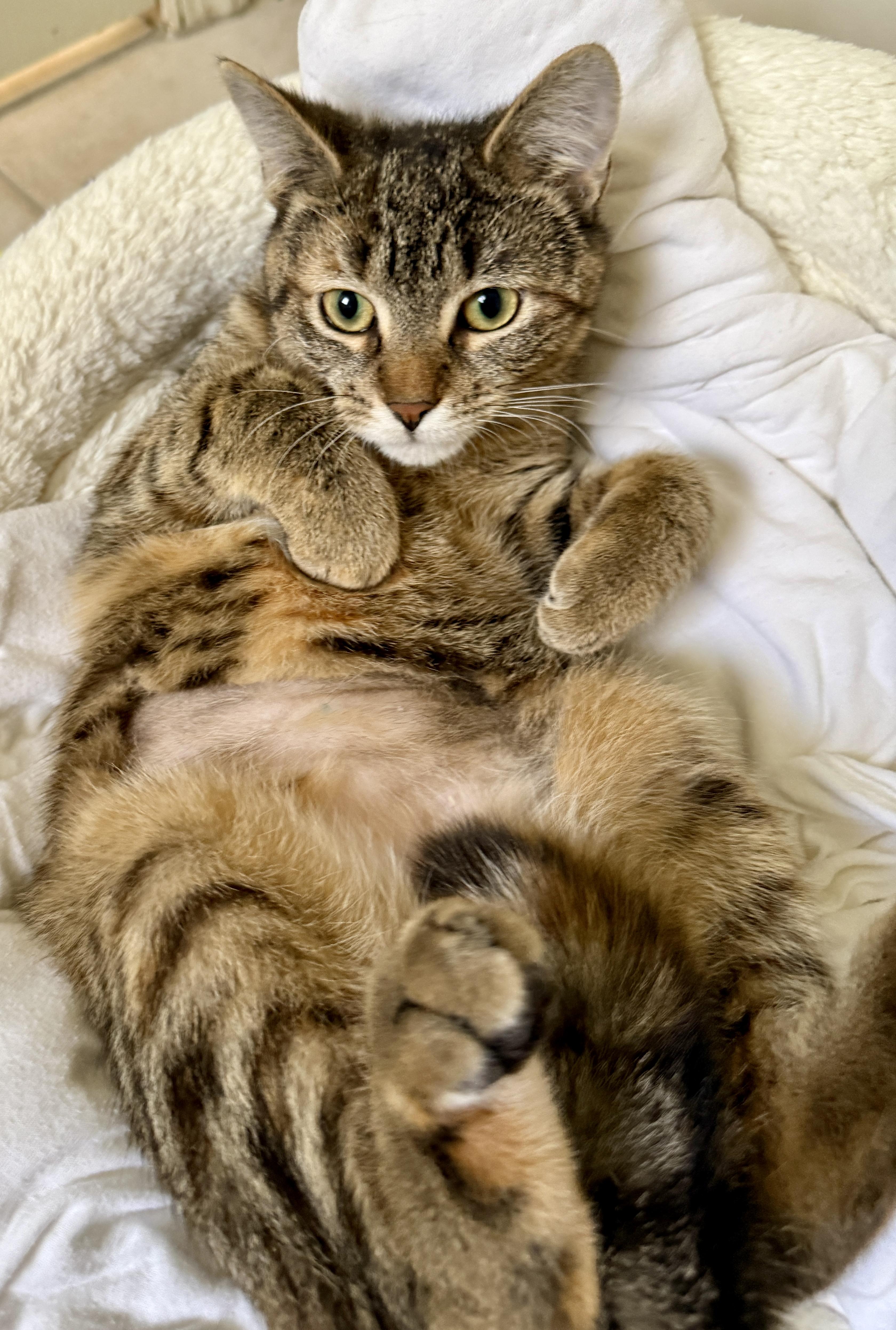 Enlarge Cookie, a ADOPTABLE mixed breed in Red Bank, NJ image 4/4