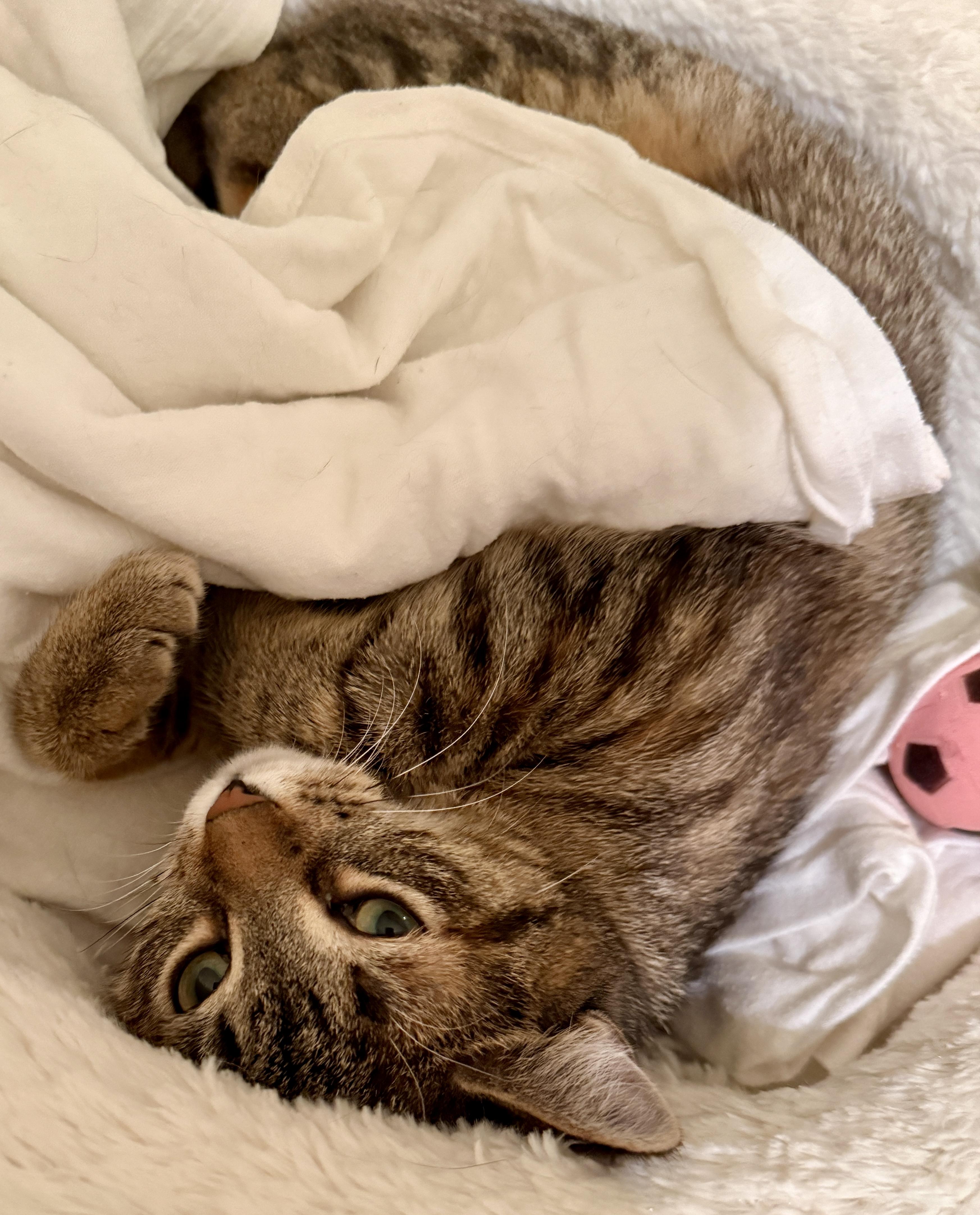 Enlarge Cookie, a ADOPTABLE mixed breed in Red Bank, NJ image 3/4