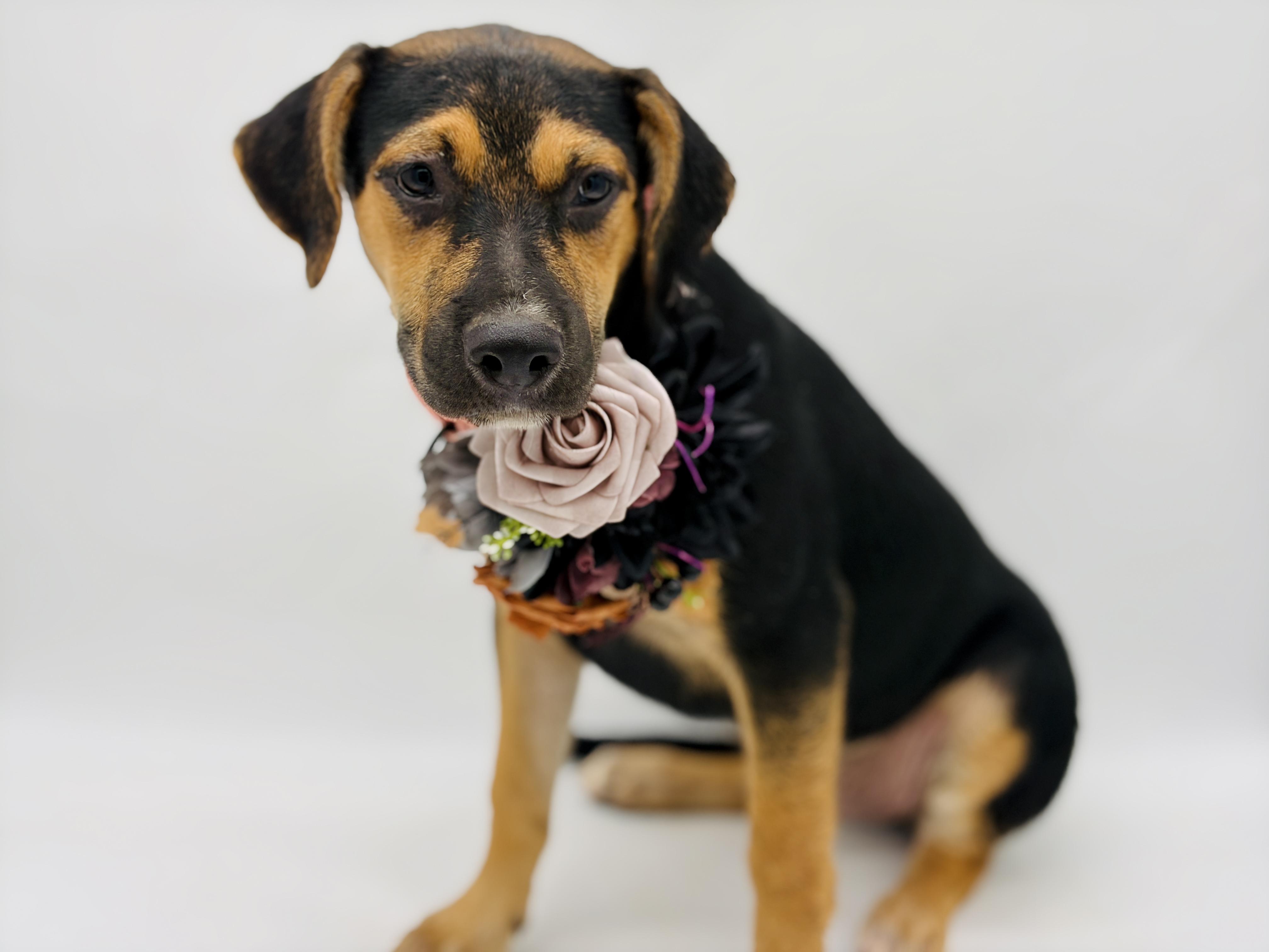 Enlarge Roxie, a Adoptable mixed breed in Newburgh, NY image 5/6