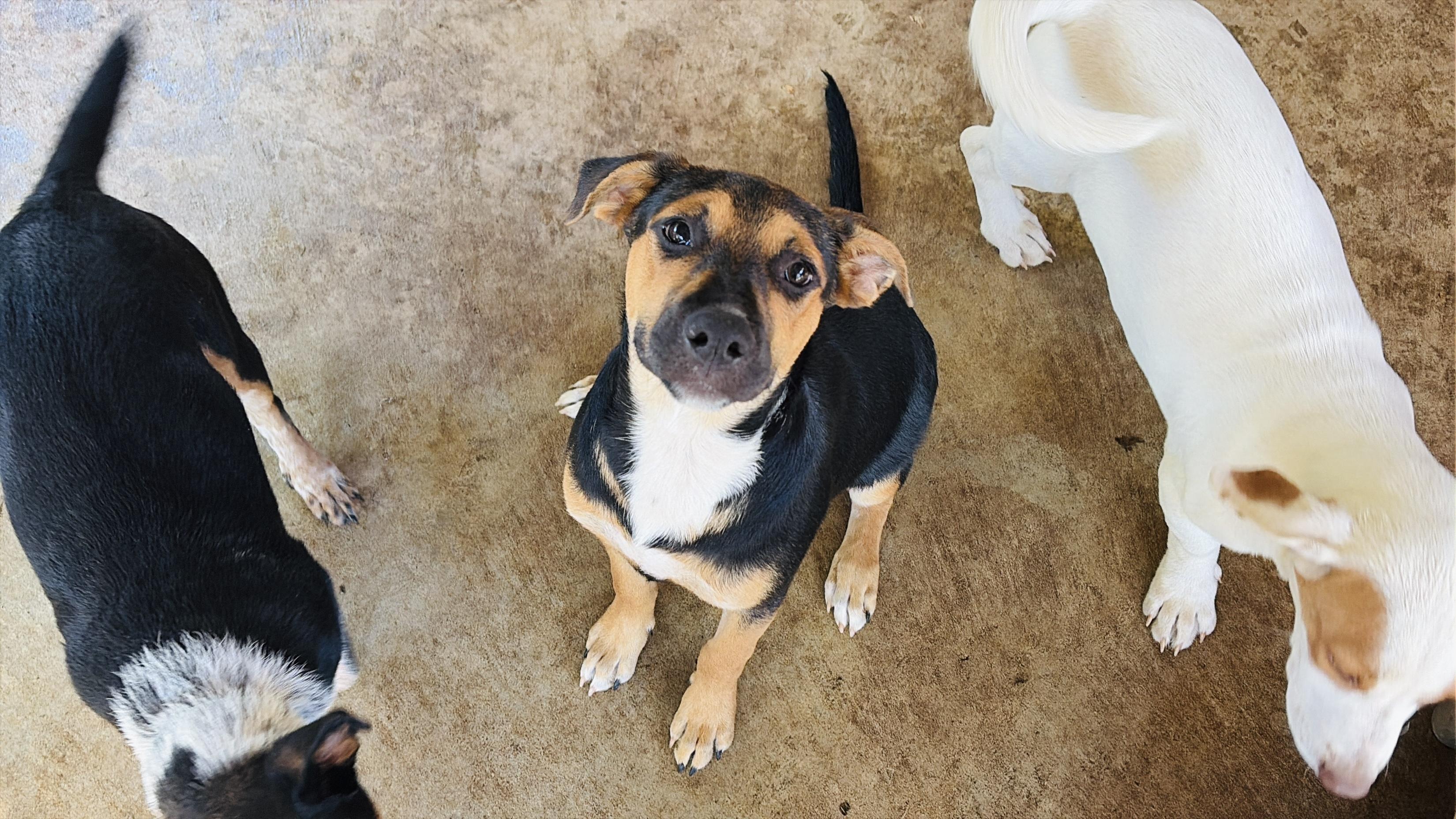Enlarge Roxie, a Adoptable mixed breed in Newburgh, NY image 6/6
