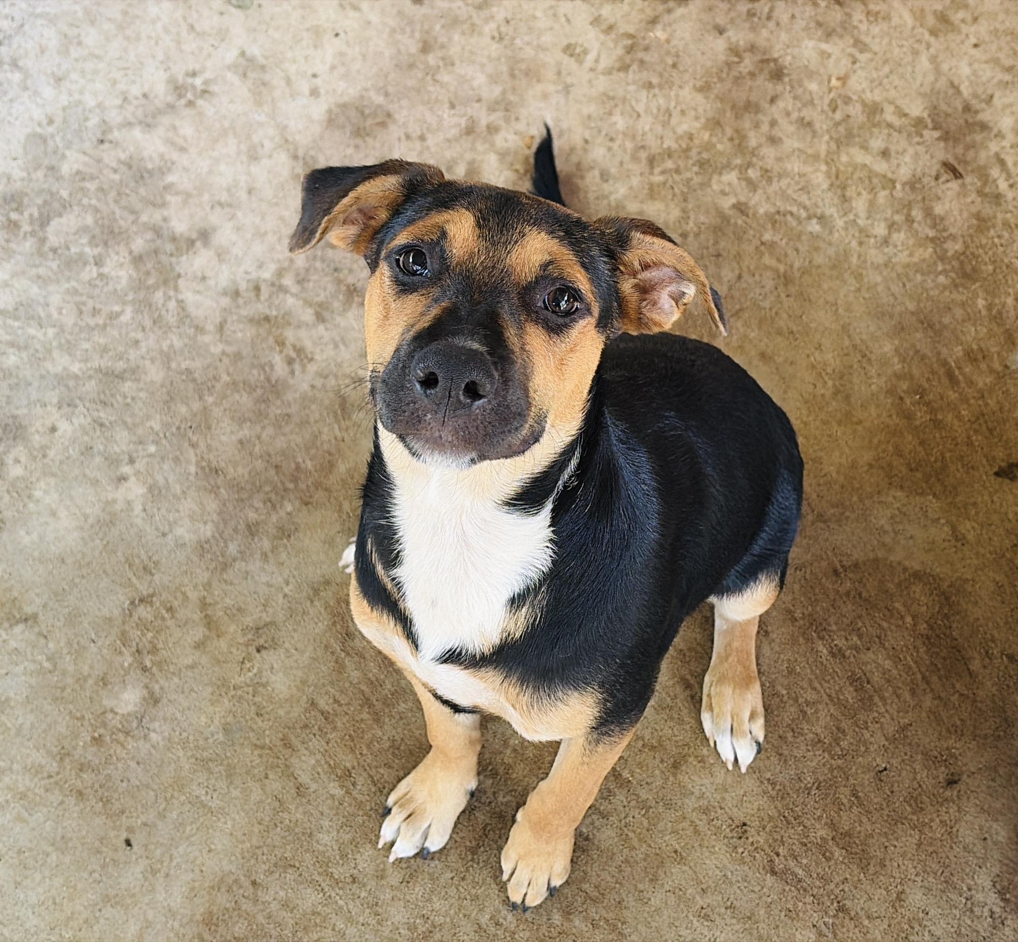 Enlarge Roxie, a Adoptable mixed breed in Newburgh, NY image 1/6