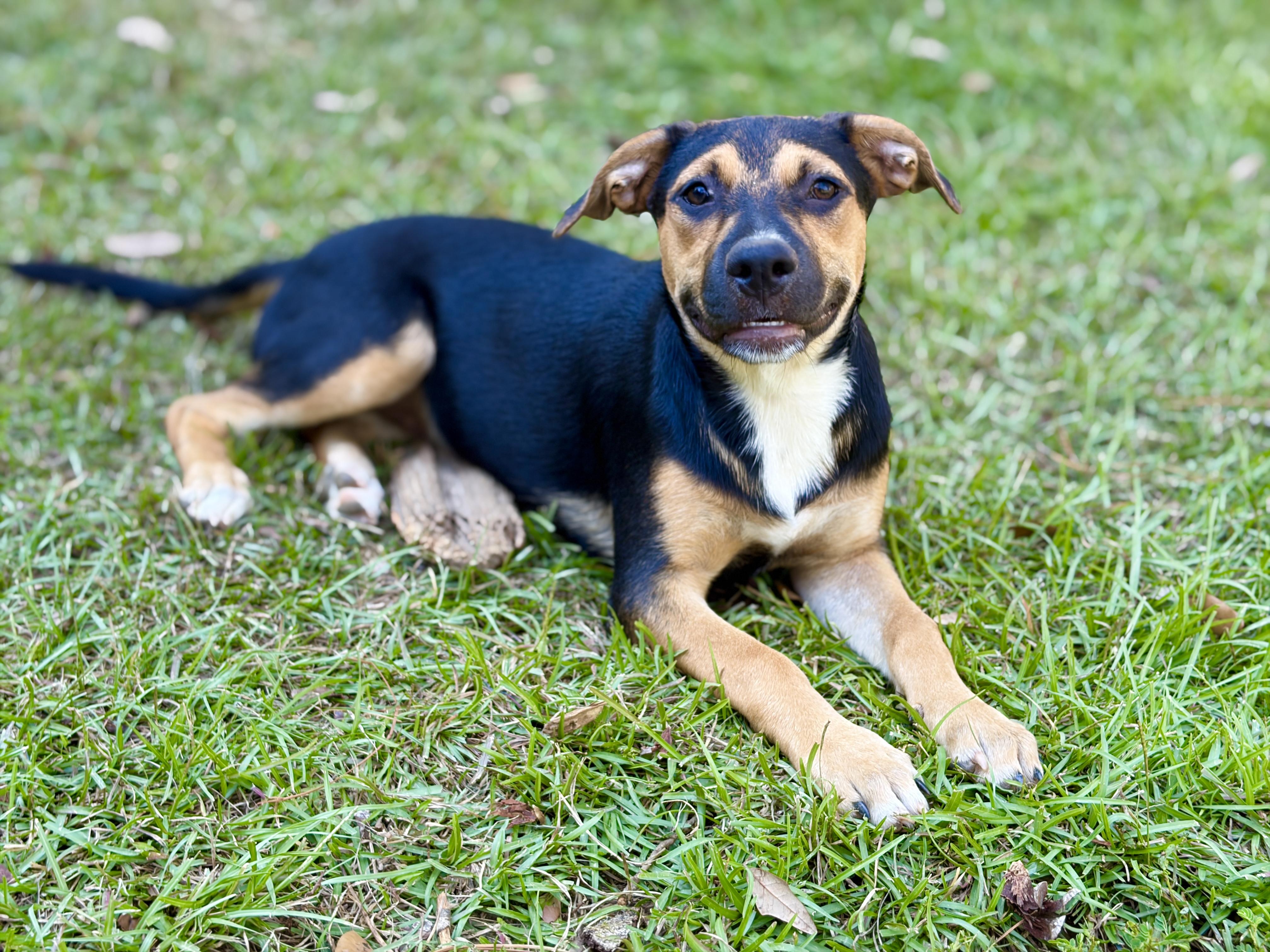 Enlarge Roxie, a Adoptable mixed breed in Newburgh, NY image 3/6