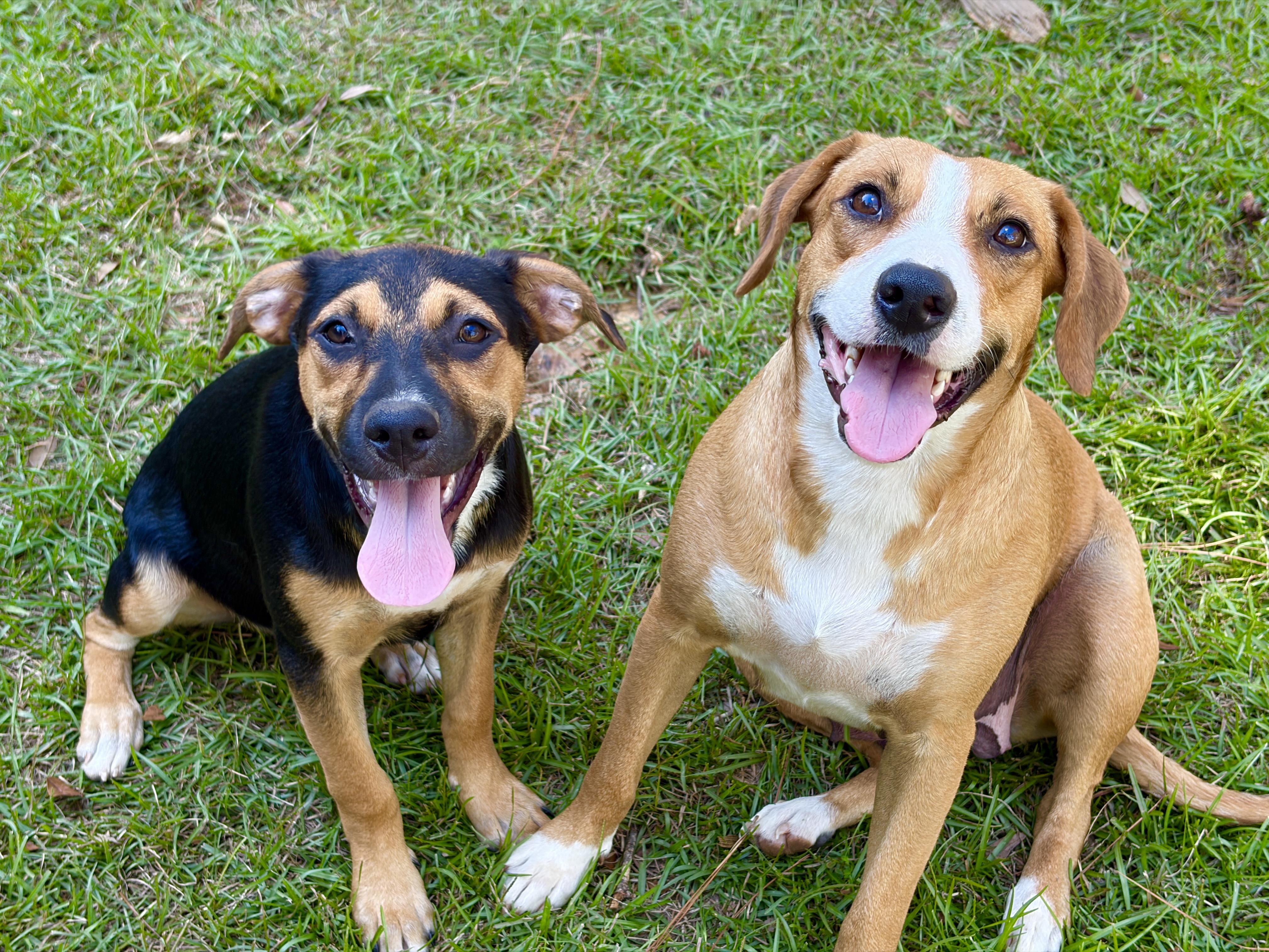 Enlarge Roxie, a Adoptable mixed breed in Newburgh, NY image 4/6
