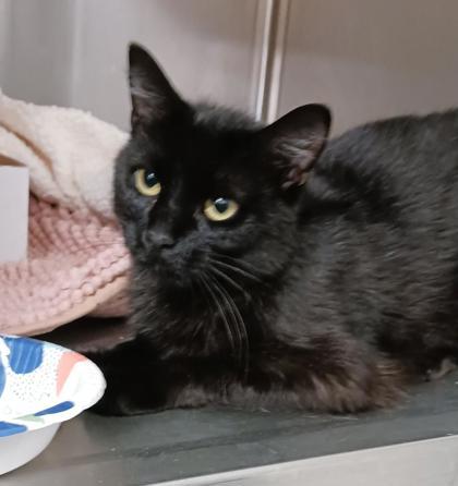 Belle, Adoptable, Adult Female Domestic Short Hair & Domestic Short Hair.