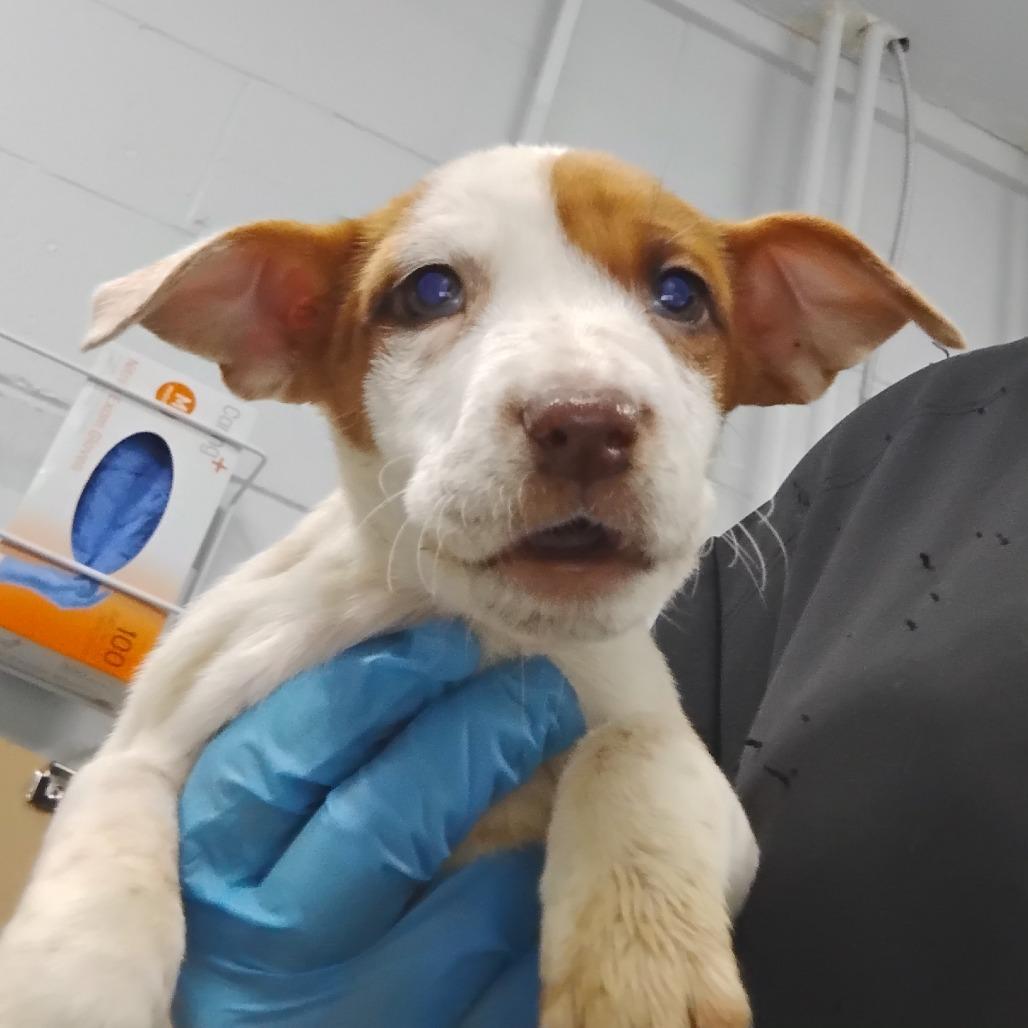 Enlarge Missy E, a Adoptable Mixed Breed in Summerville, SC image 1/1