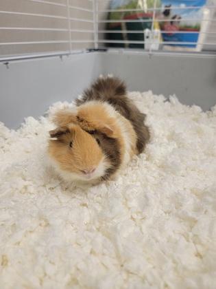 Winnie, Adoptable, Adult Female Guinea Pig & Guinea Pig.
