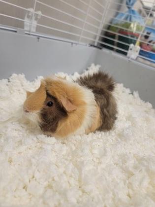 Enlarge Winnie, a Adoptable mixed breed in Fergus Falls, MN image 2/2
