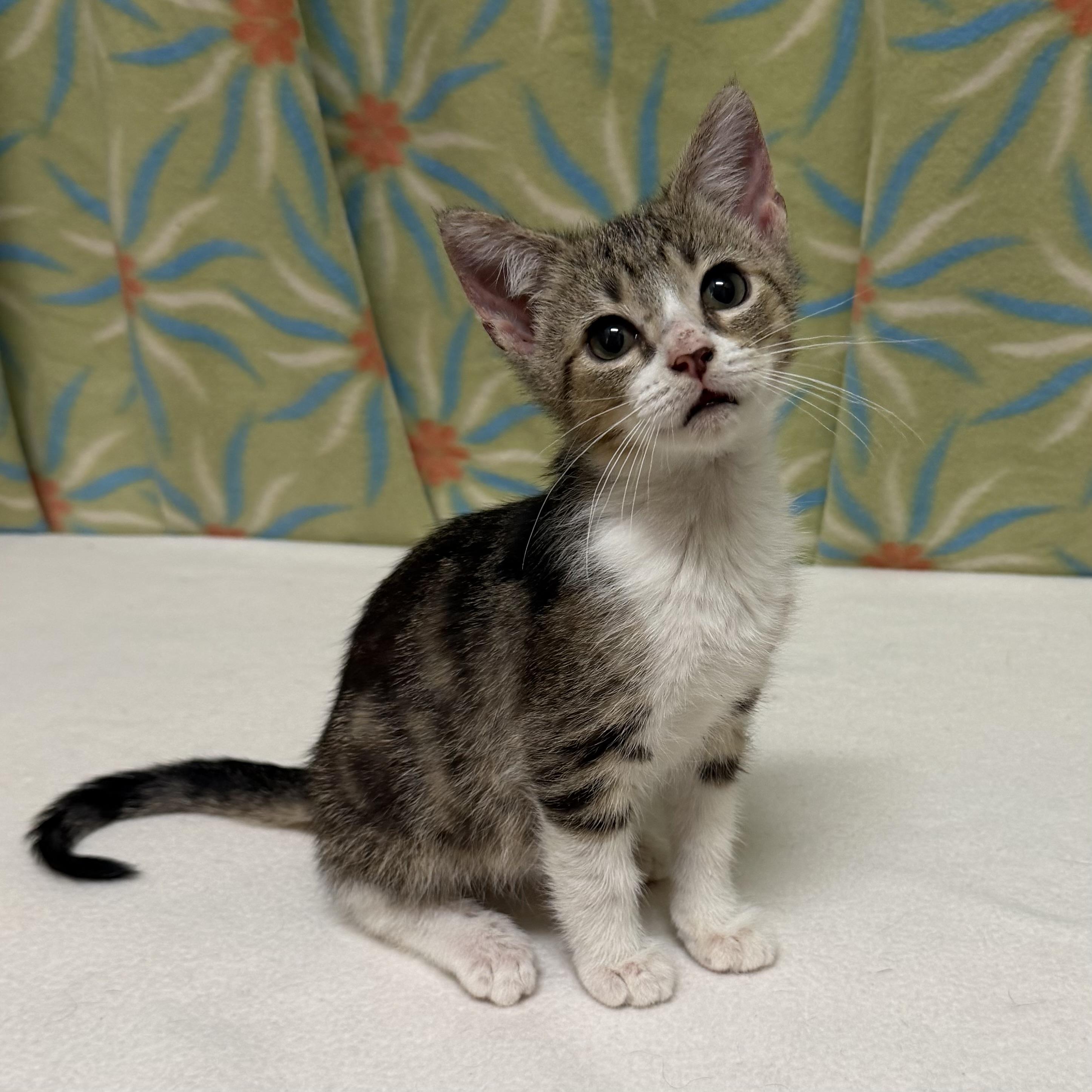 Enlarge Peter, an adoptable mixed breed in Libertyville, IL image 3/3
