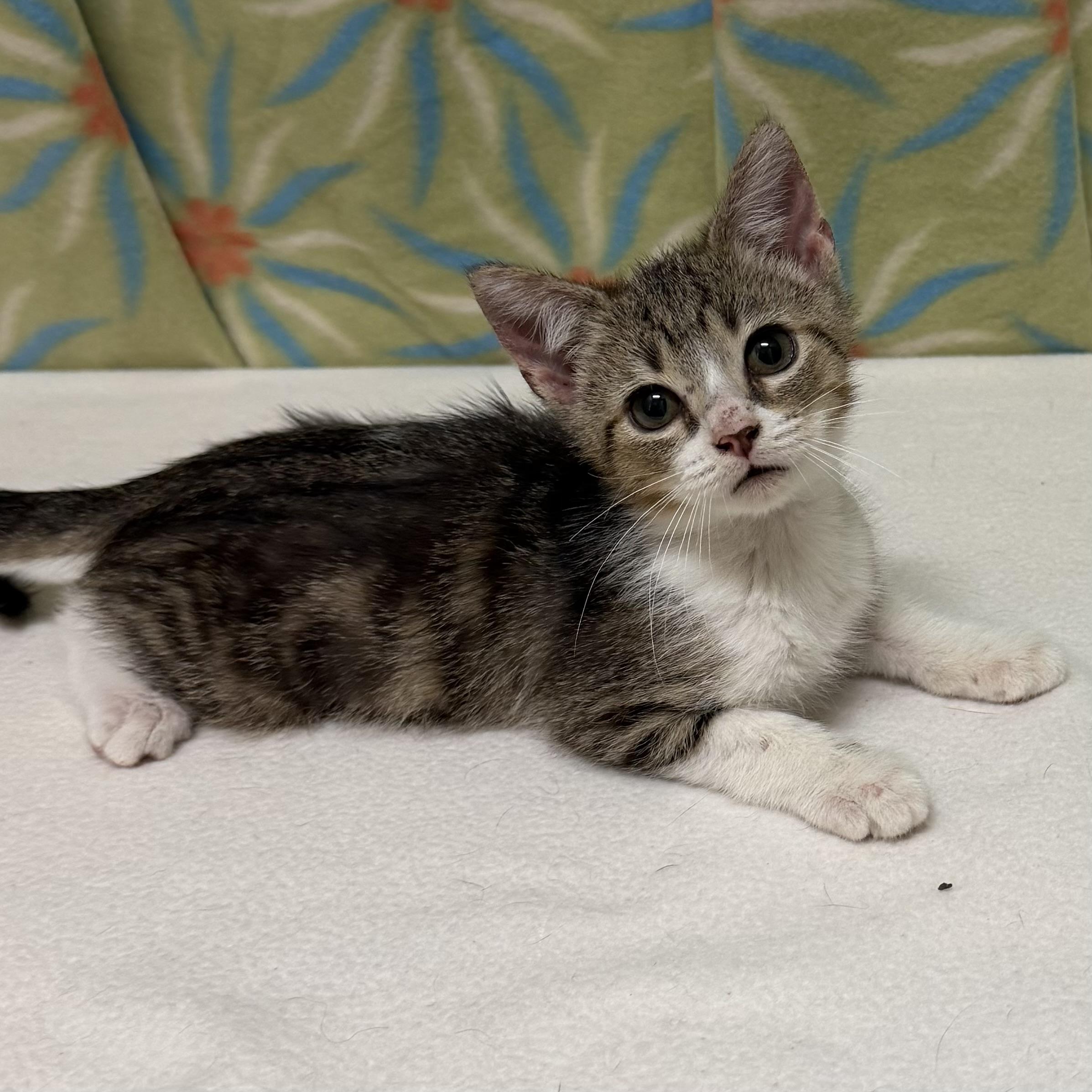 Peter, adoptable, Kitten Male Domestic Short Hair.
