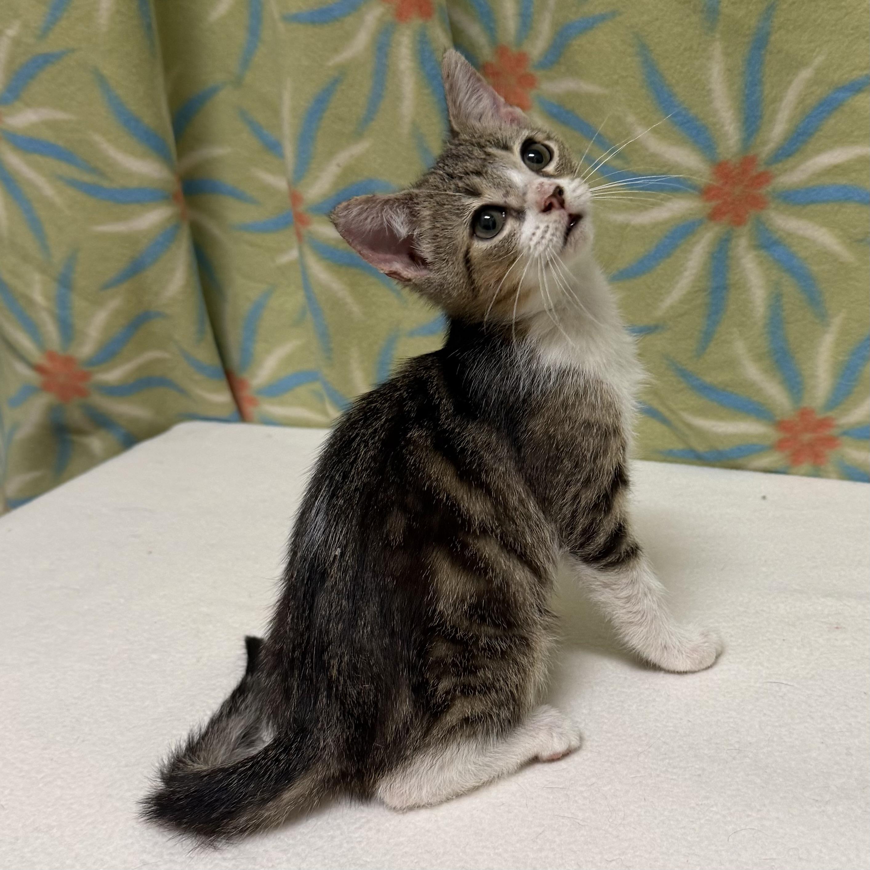 Enlarge Peter, an adoptable mixed breed in Libertyville, IL image 2/3