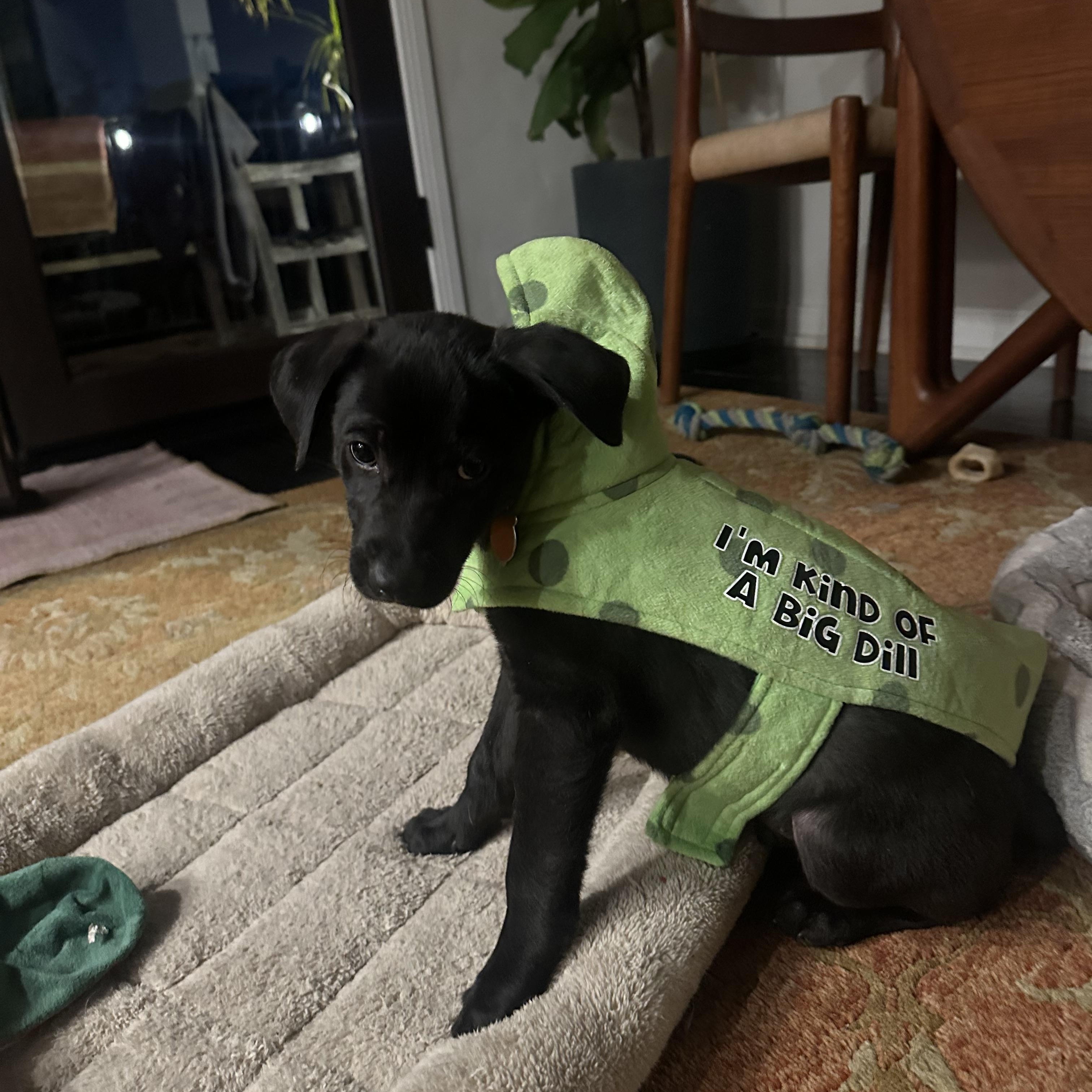 Enlarge Hopper , a ADOPTABLE mixed breed in Los Angeles, CA image 2/5