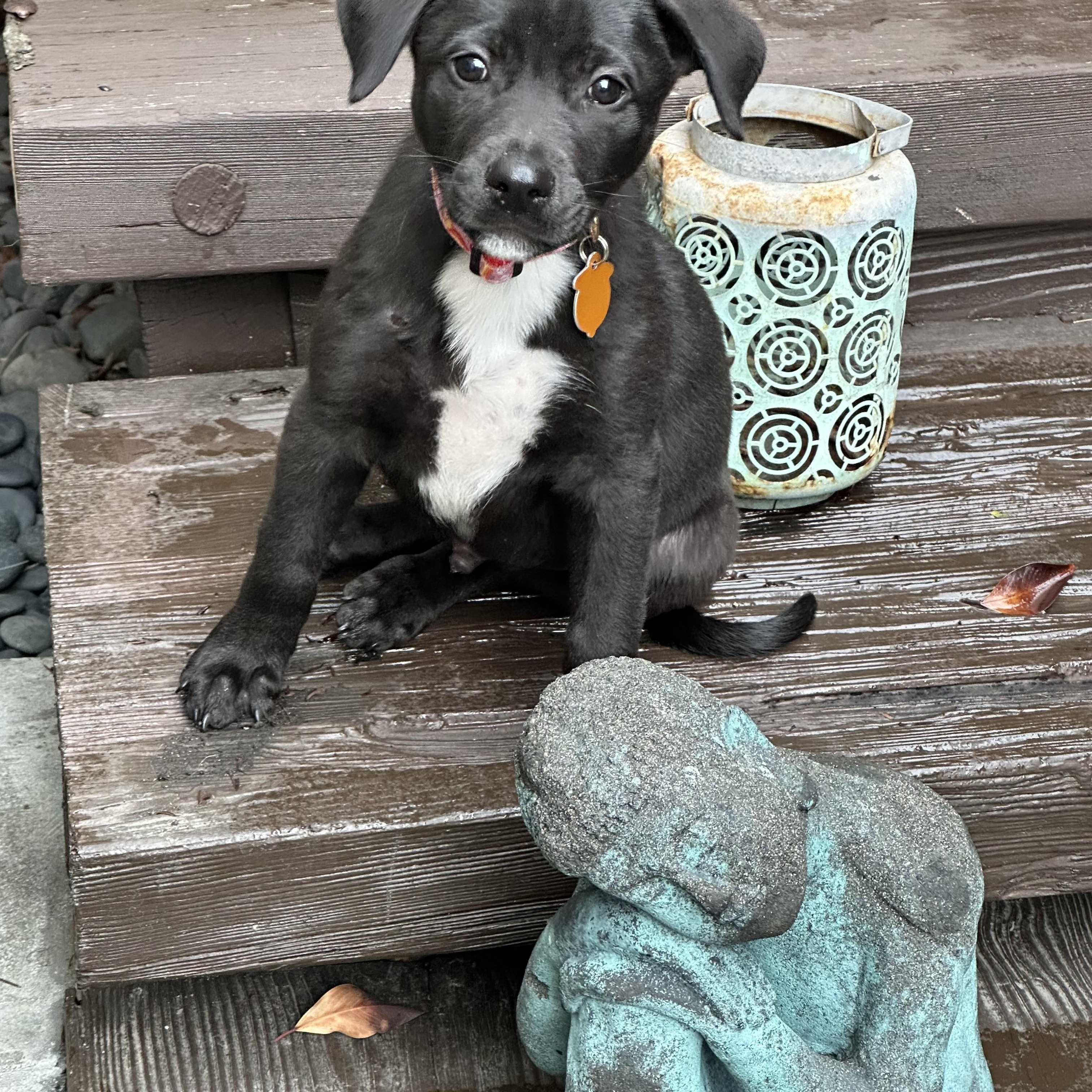 Enlarge Hopper , a ADOPTABLE mixed breed in Los Angeles, CA image 5/5
