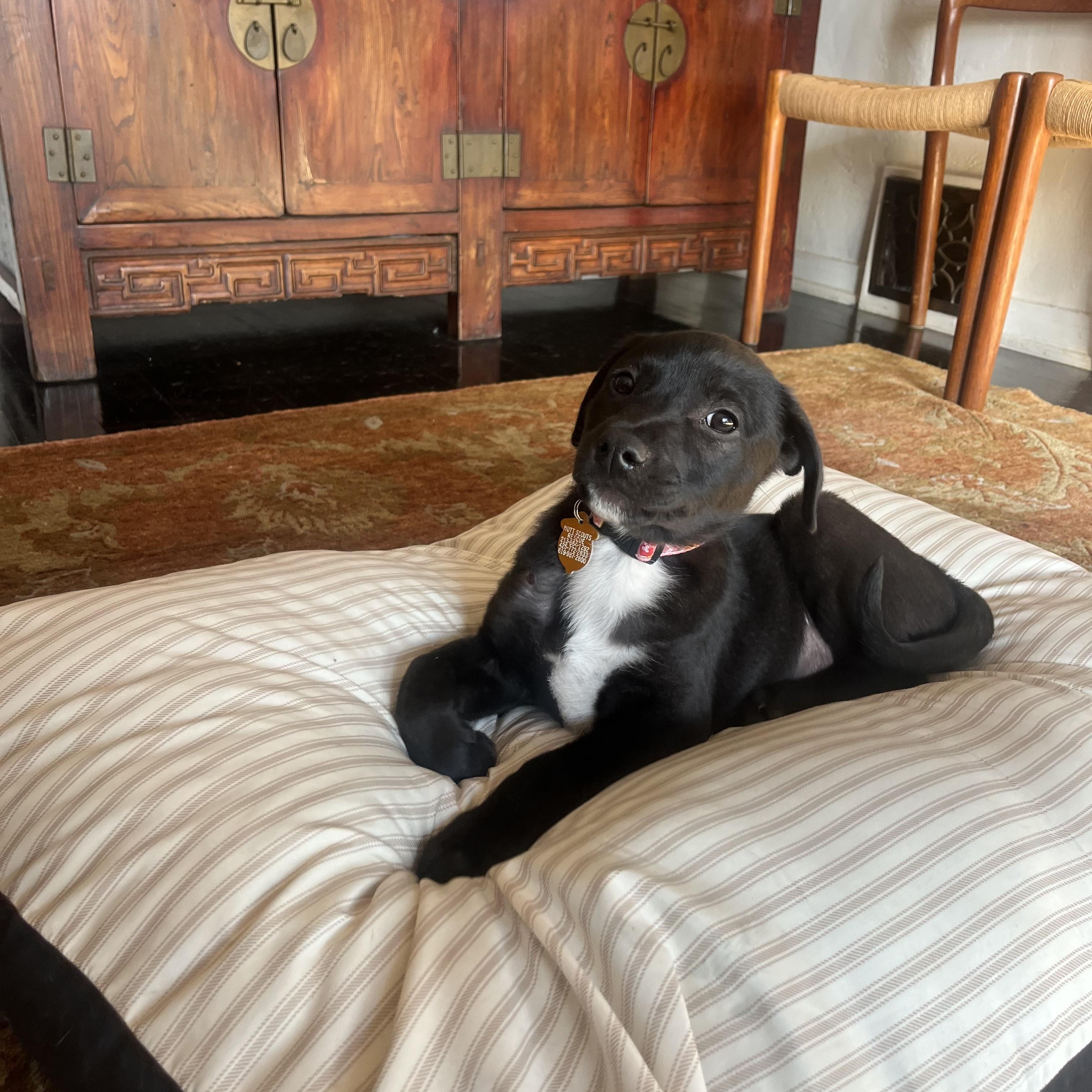 Enlarge Hopper , a ADOPTABLE mixed breed in Los Angeles, CA image 3/5