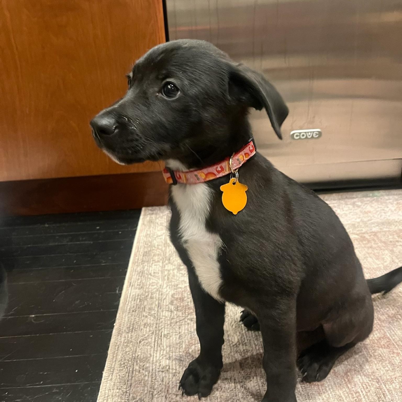 Enlarge Hopper , a ADOPTABLE mixed breed in Los Angeles, CA image 1/5