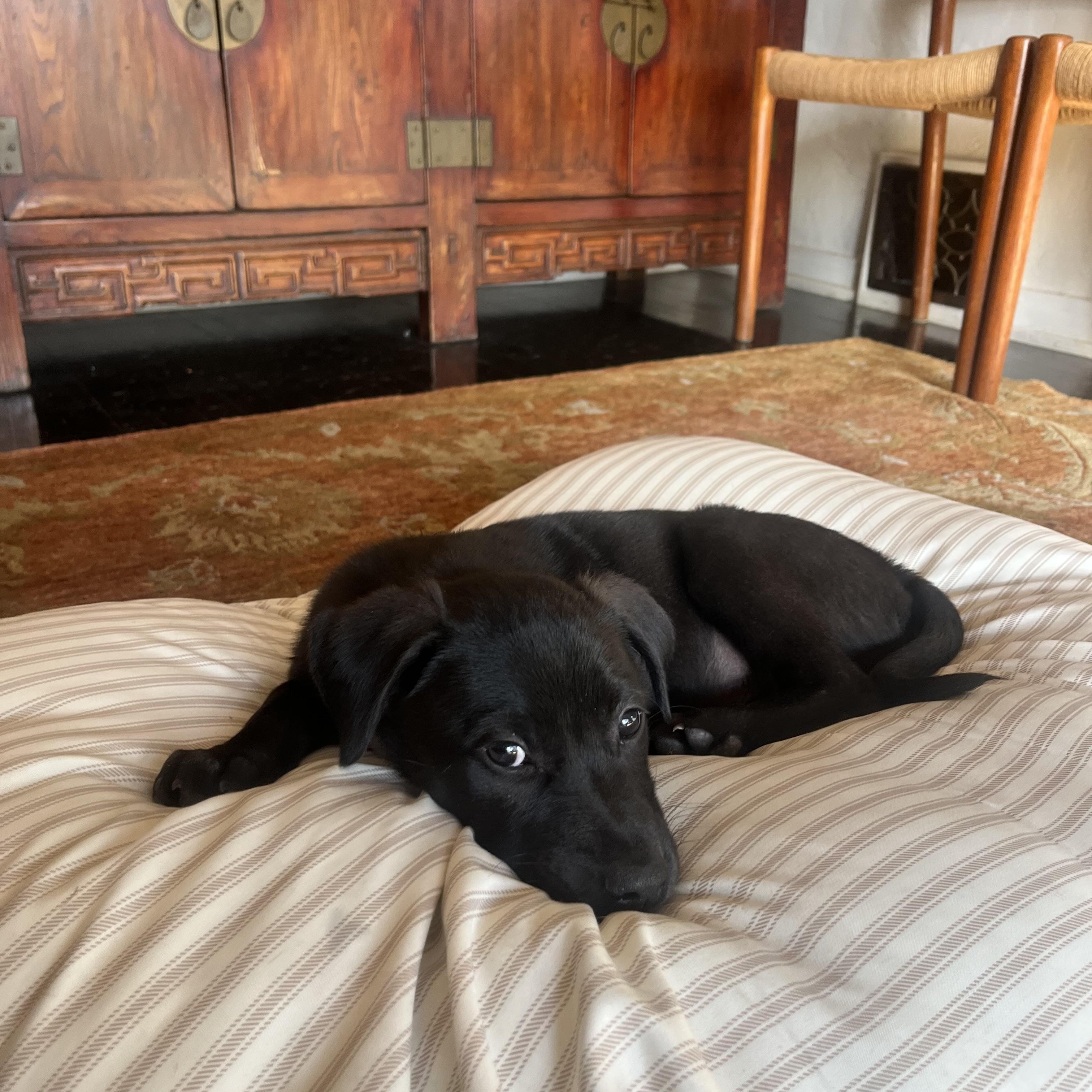 Enlarge Hopper , a ADOPTABLE mixed breed in Los Angeles, CA image 4/5