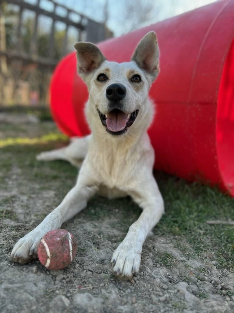 Enlarge Chrissy, a ADOPTABLE Australian Cattle Dog / Blue Heeler in Colleyville, TX image 2/4