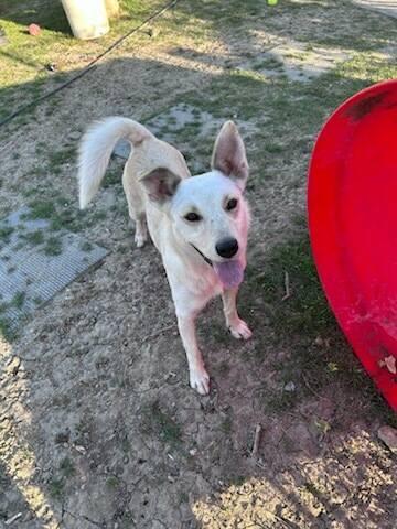 Enlarge Chrissy, a ADOPTABLE Australian Cattle Dog / Blue Heeler in Colleyville, TX image 4/4