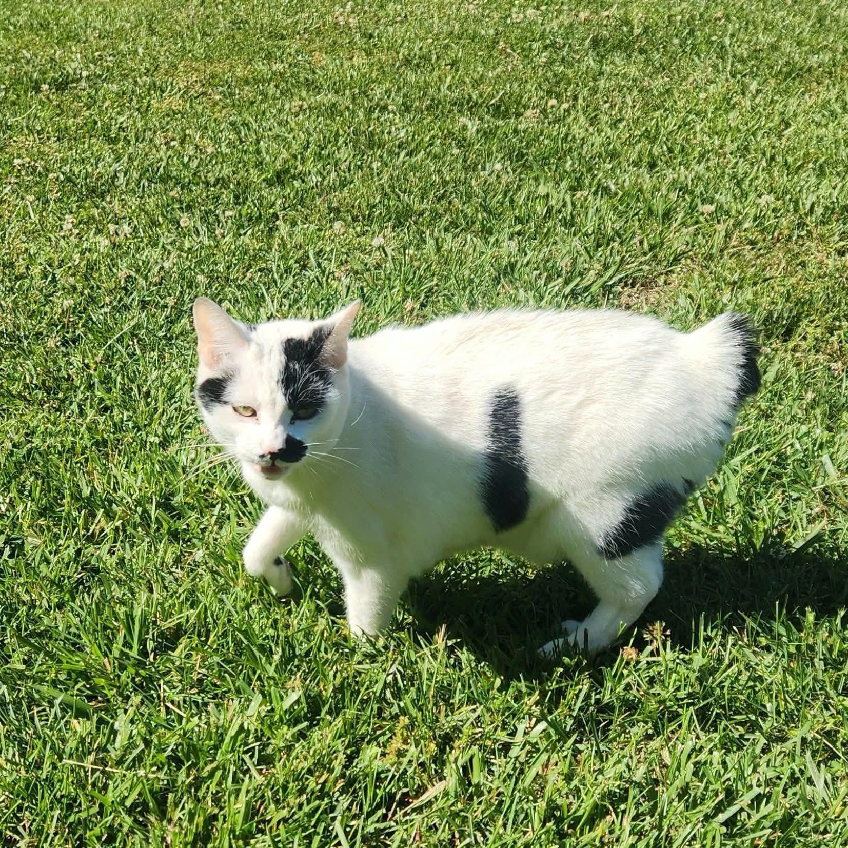 Enlarge Layah, a Adoptable American Bobtail in Fort Payne, AL image 1/1