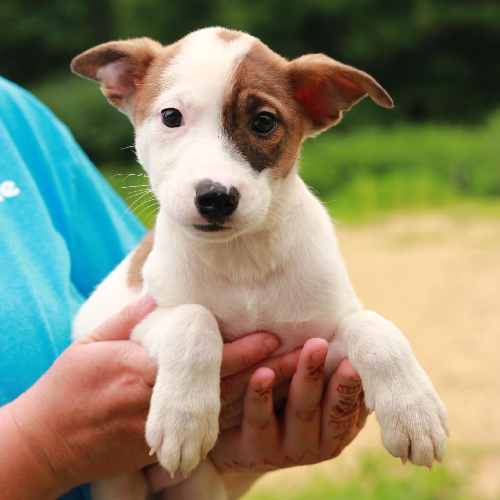 CT Venezuela, a Adoptable Mixed Breed in Eastford, CT image 2/4