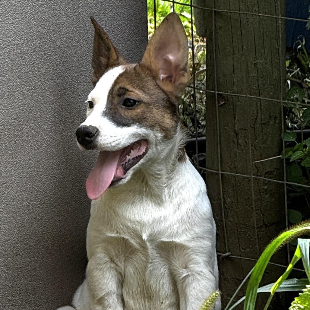 Enlarge NY Venezuela (Foster in Stormville NY), a Adoptable Mixed Breed in Eastford, CT image 4/6
