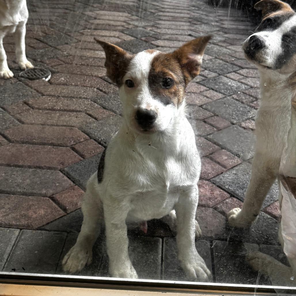Enlarge NY Venezuela (Foster in Stormville NY), a Adoptable Mixed Breed in Eastford, CT image 5/6